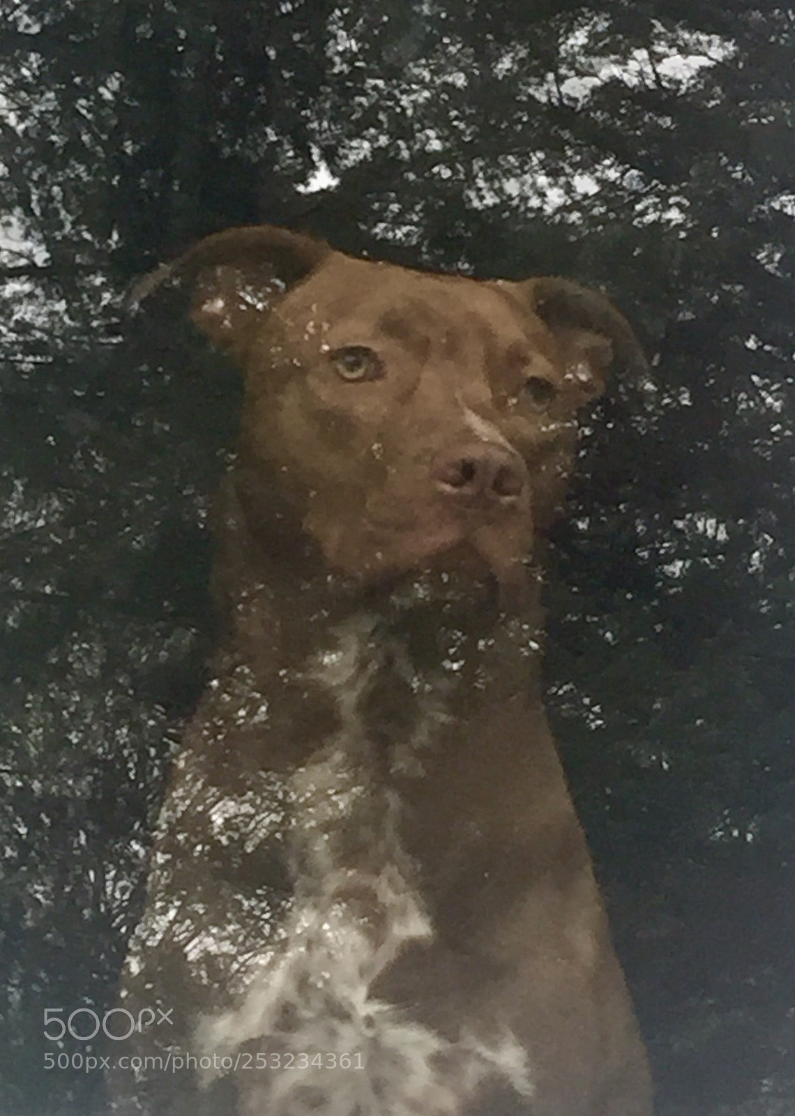Apple iPhone 6 sample photo. Tito at the window photography