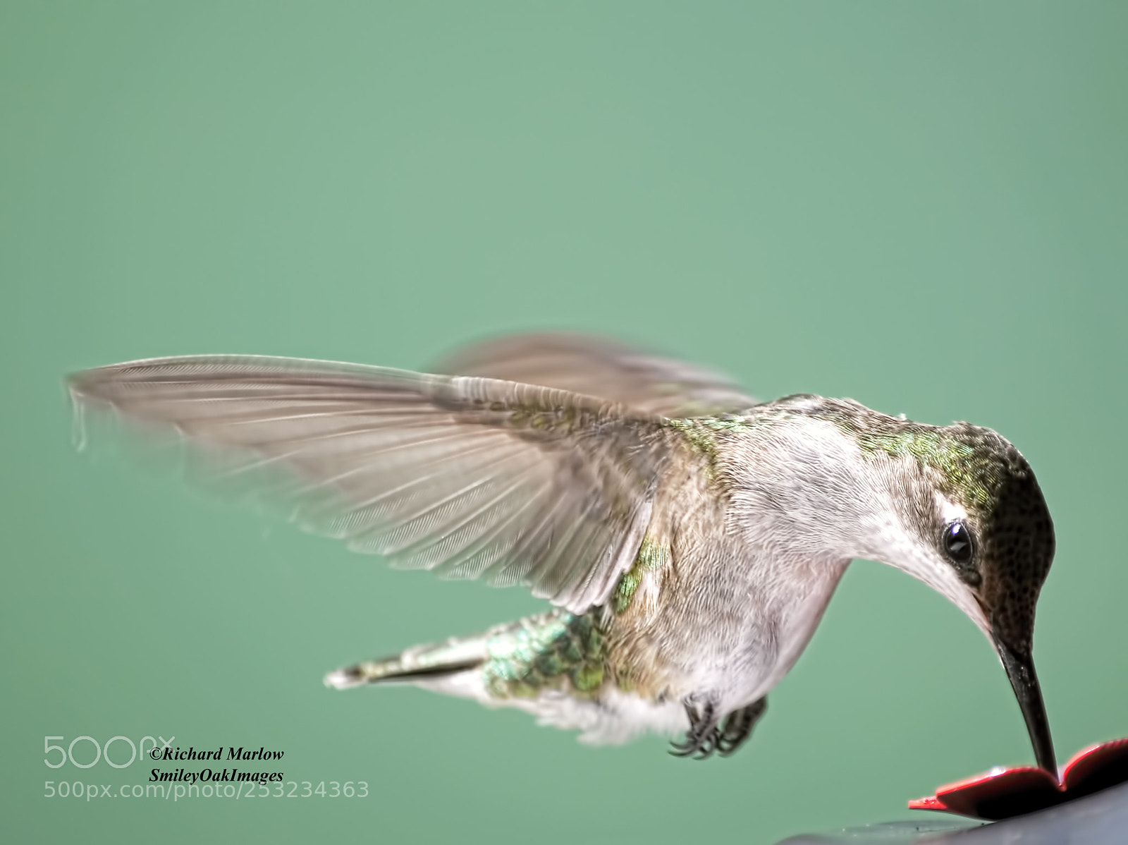 Nikon D5000 sample photo. Hummingbird photography