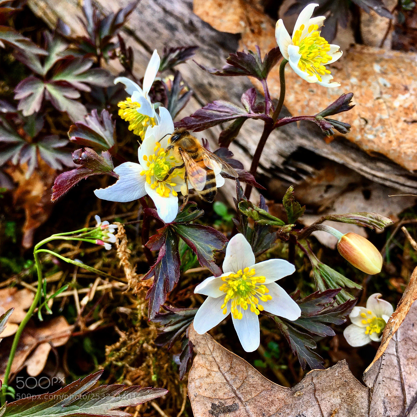 Apple iPhone 6s sample photo. Spring photography