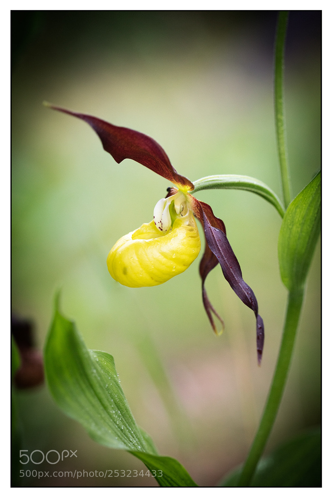 Canon EOS 5DS R sample photo. Cypripedium calceolus. sabot de photography