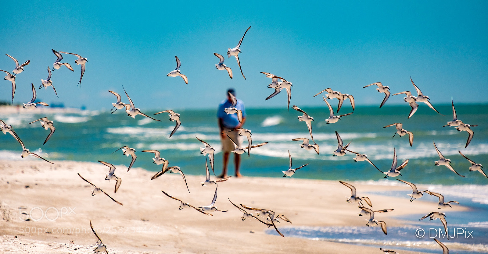 Fujifilm X-T2 sample photo. A flock of shore photography