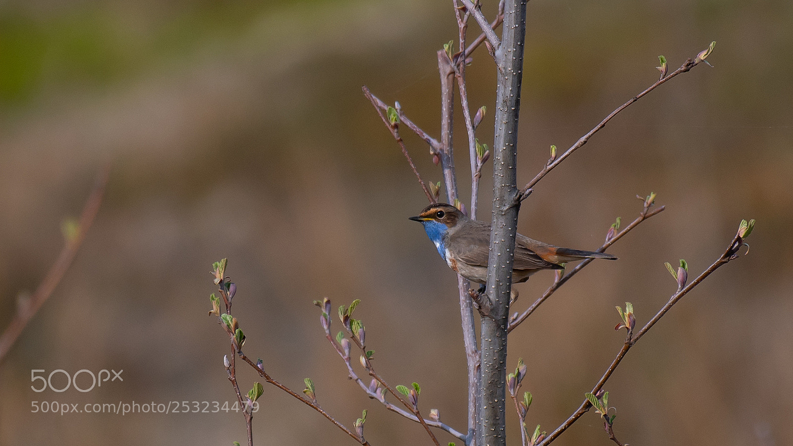 Nikon D500 sample photo. Blauwborst 3 photography