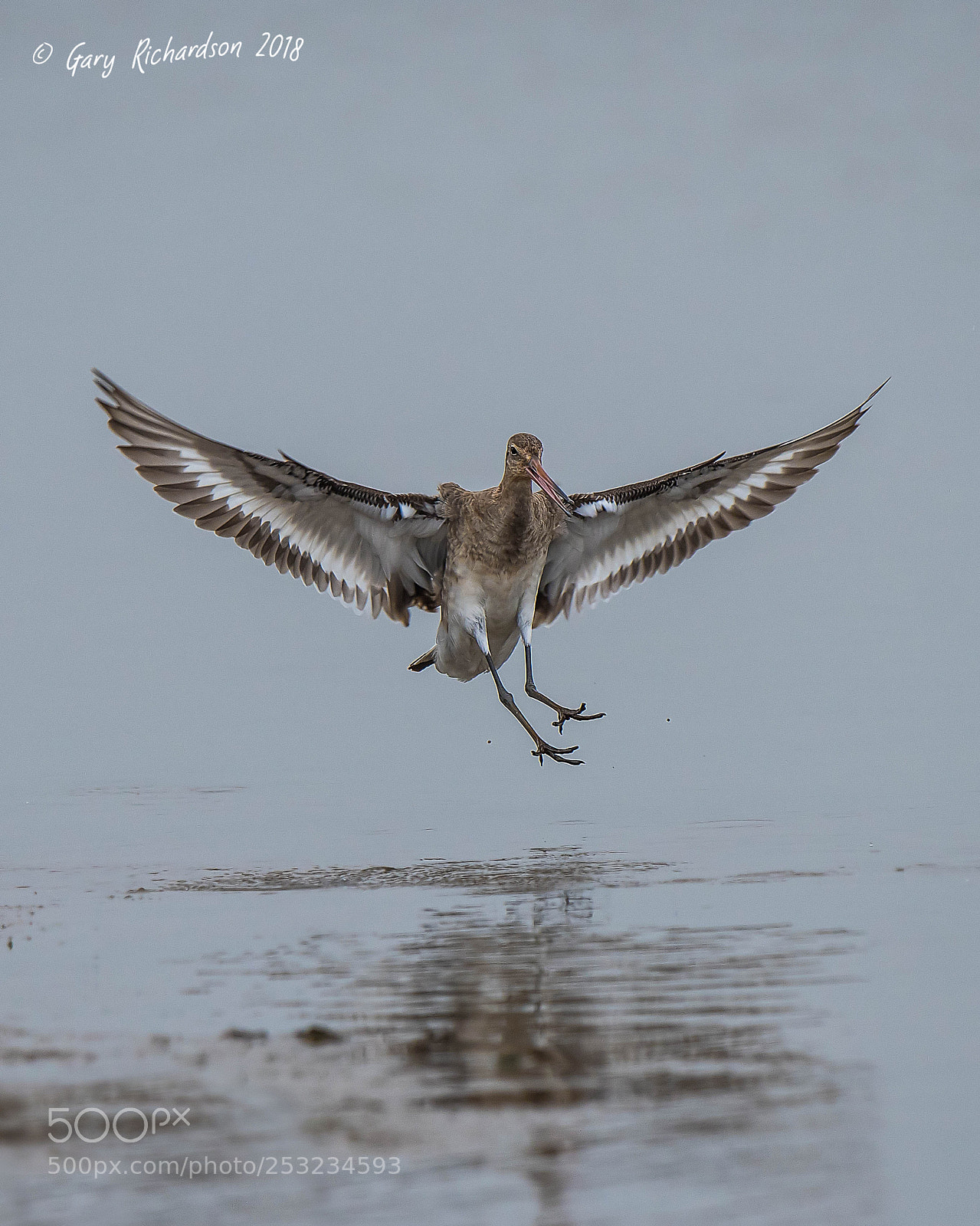 Nikon D500 sample photo. Black tailed godwit photography