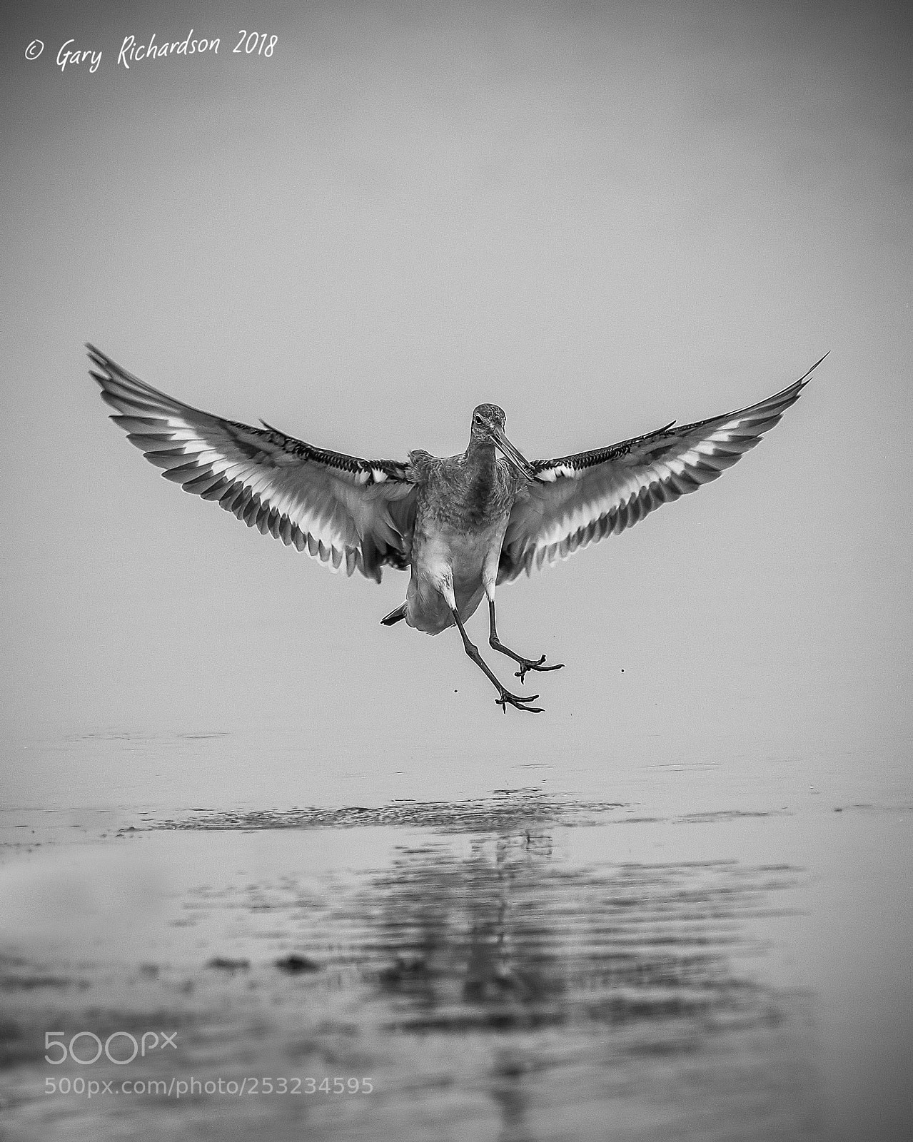 Nikon D500 sample photo. Black tailed godwit photography