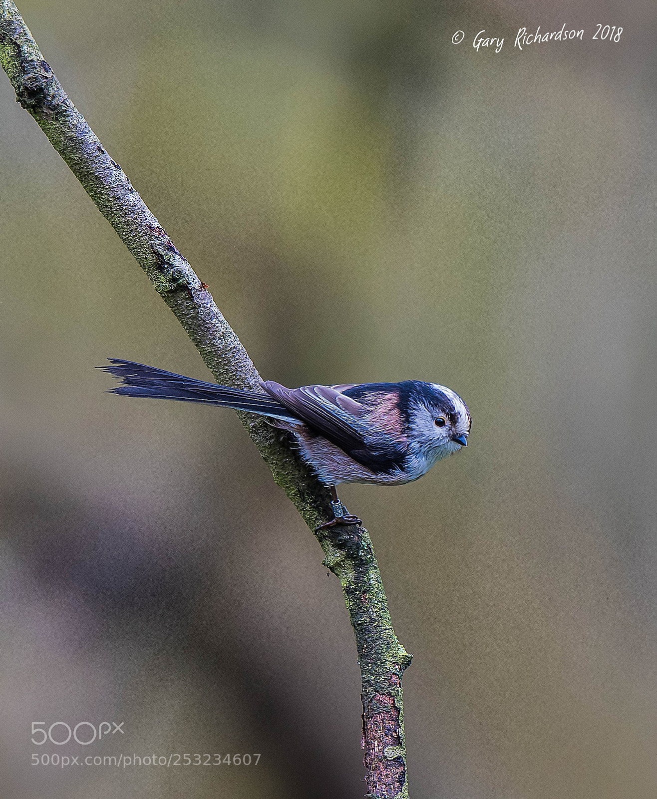 Nikon D500 sample photo. Long tailed tit photography