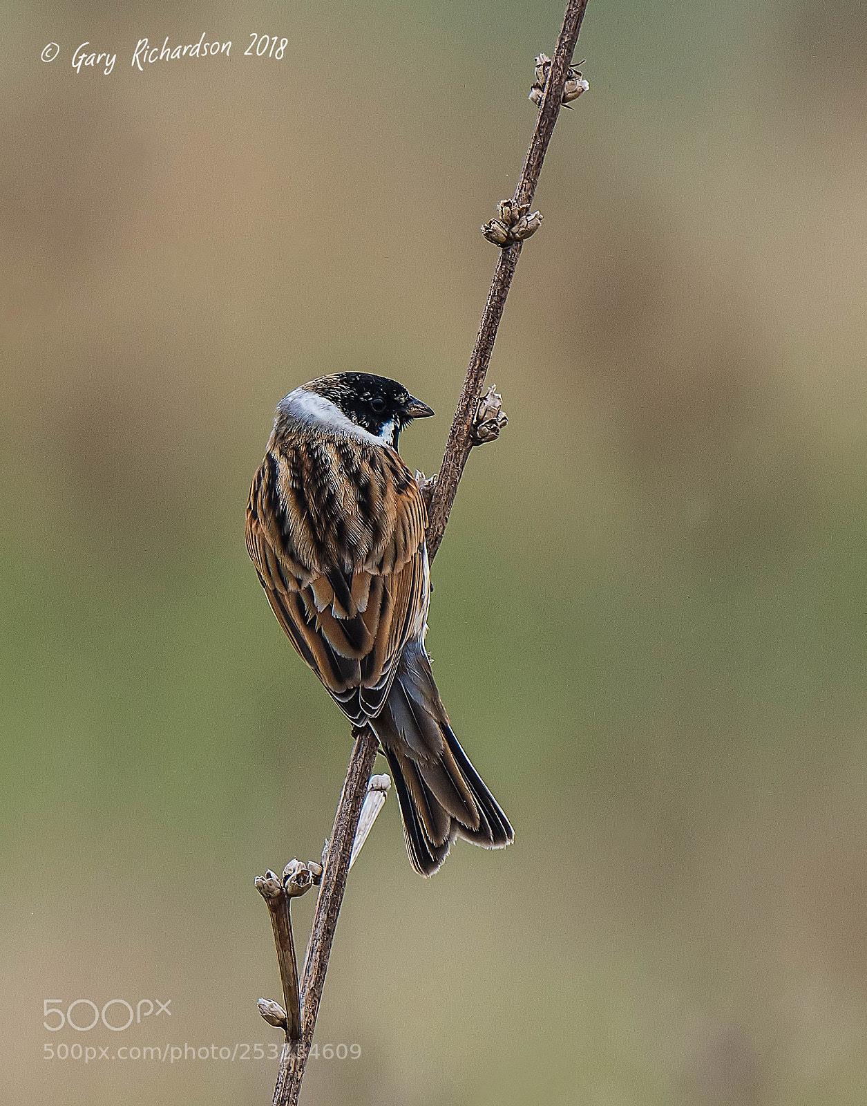 Nikon D500 sample photo. Reed bunting photography