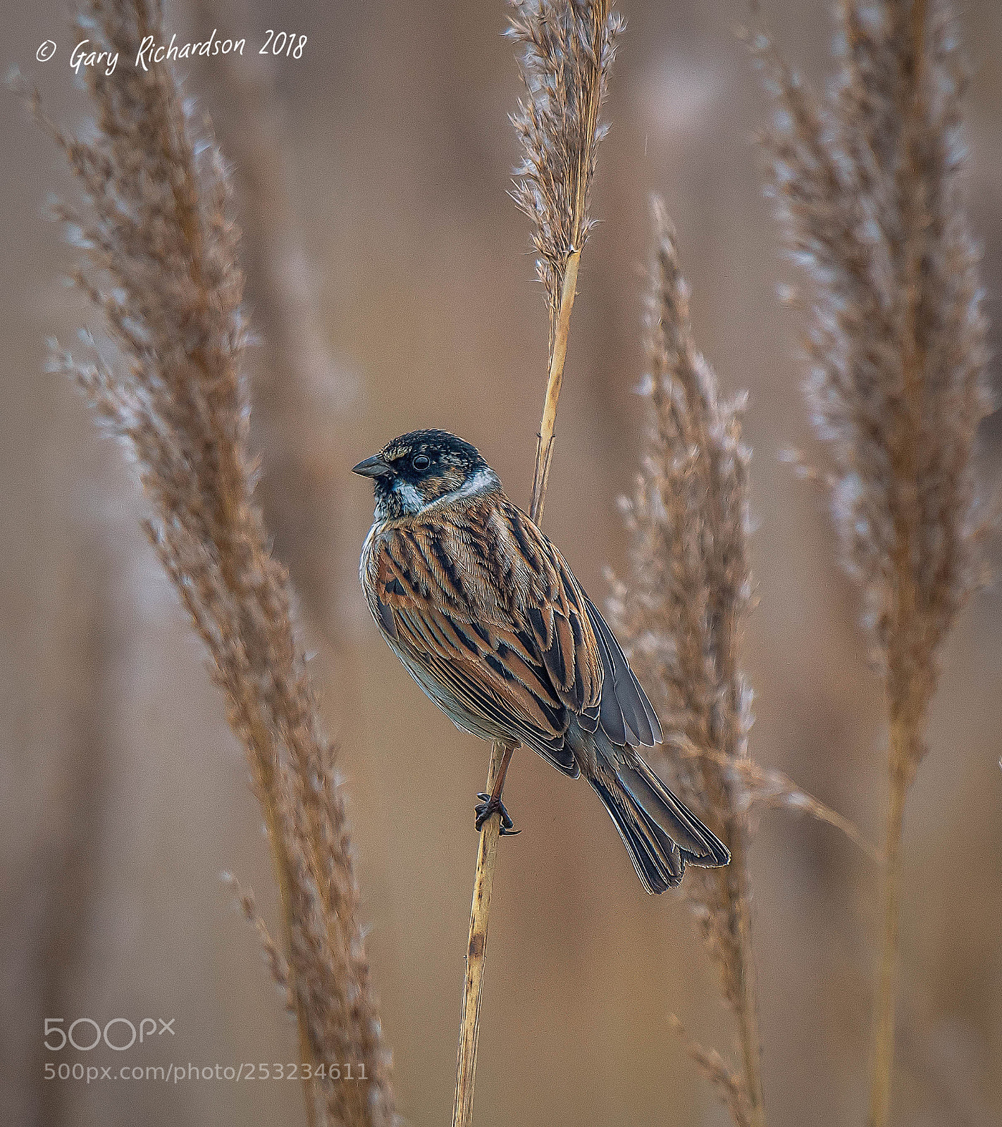 Nikon D500 sample photo. Reed bunting photography