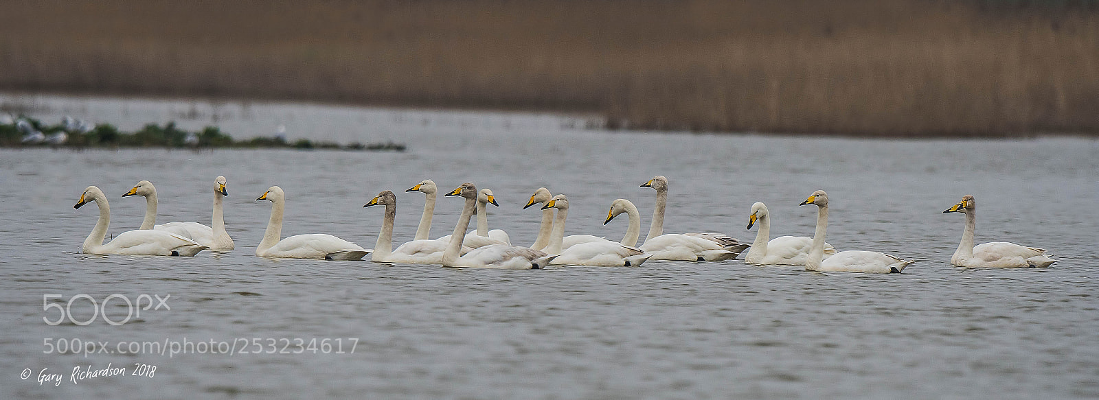 Nikon D500 sample photo. Whooper swans photography