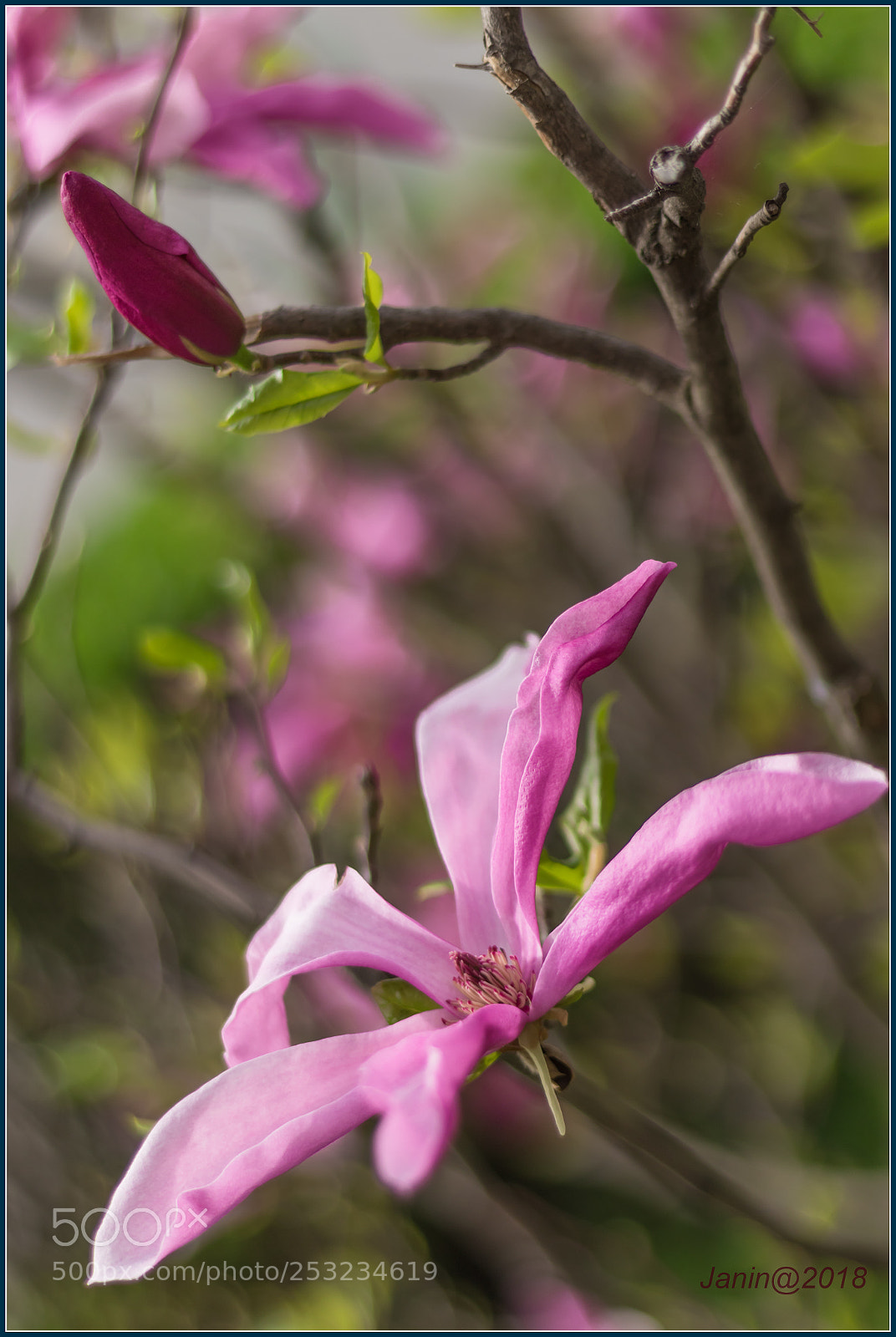 Canon EOS 77D (EOS 9000D / EOS 770D) sample photo. Pink magnolia photography