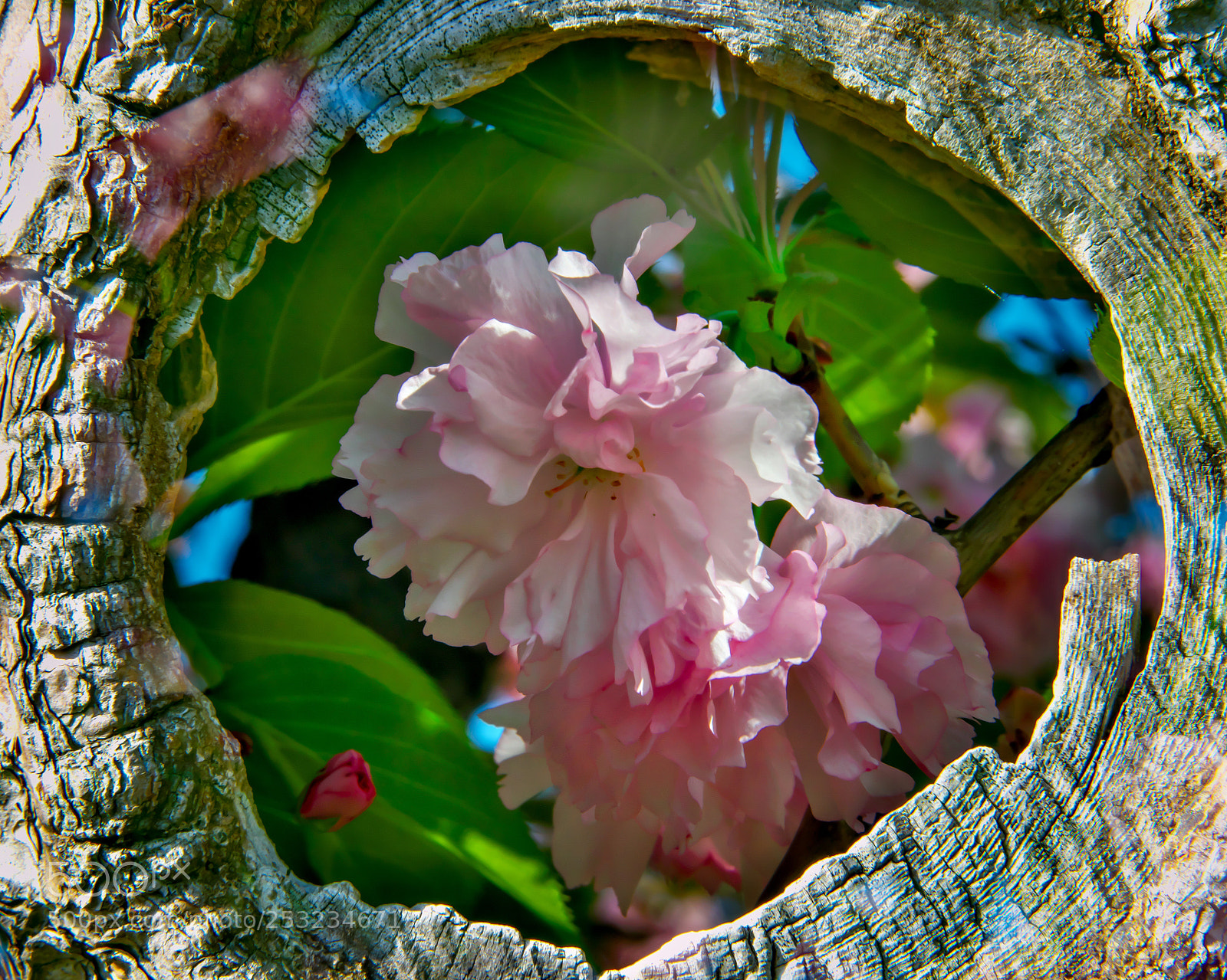 Nikon D800 sample photo. Double exposure photography