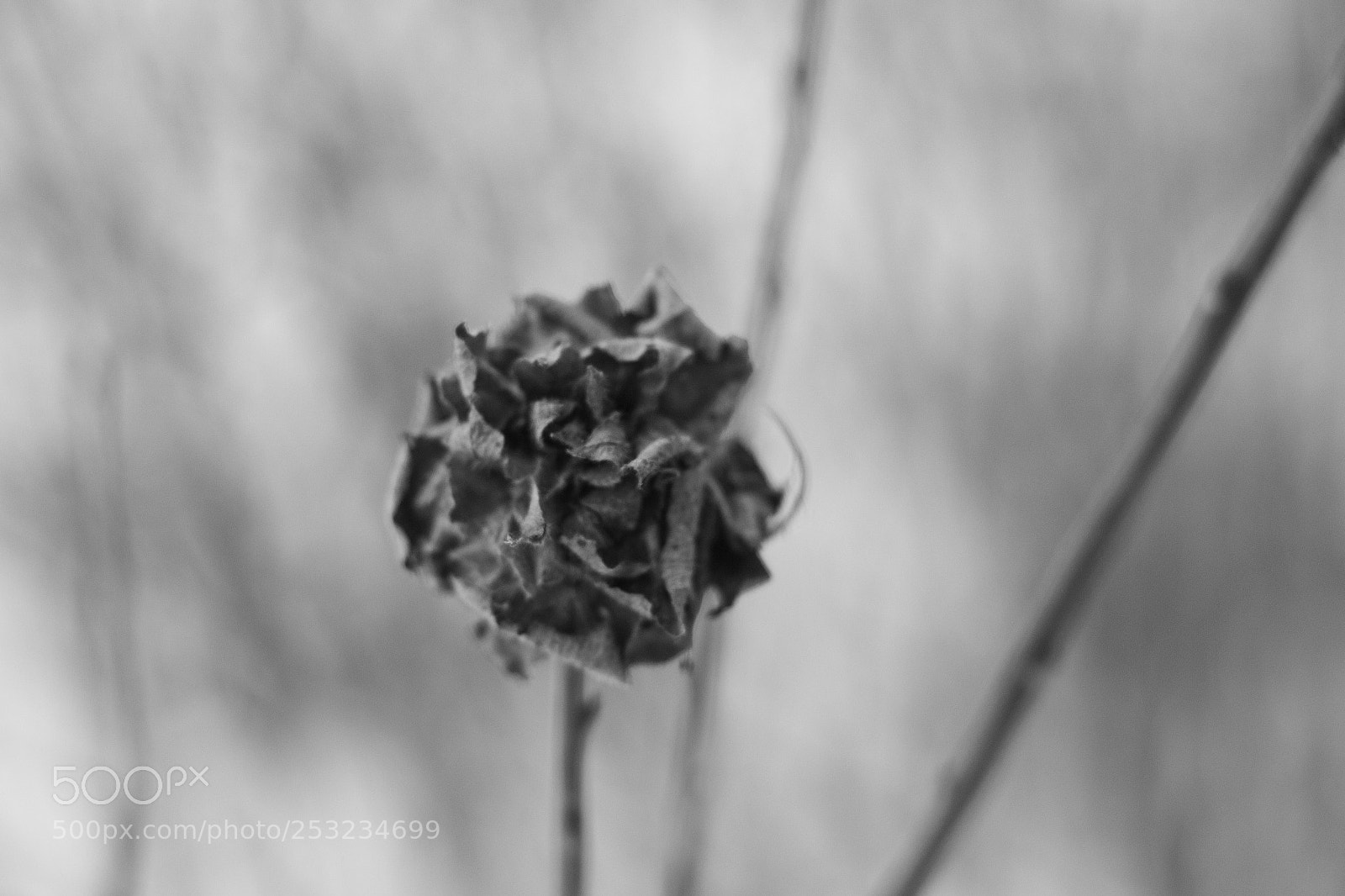 Nikon D3100 sample photo. сухоцвет photography
