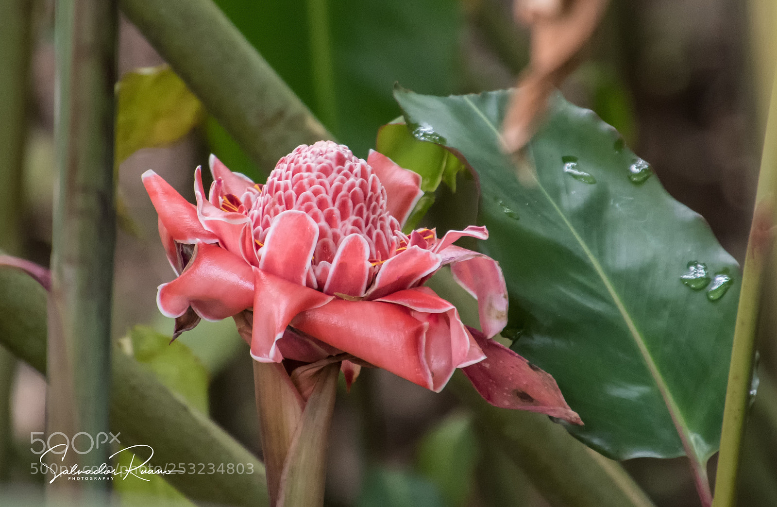 Nikon D7500 sample photo. Red ginger flower photography
