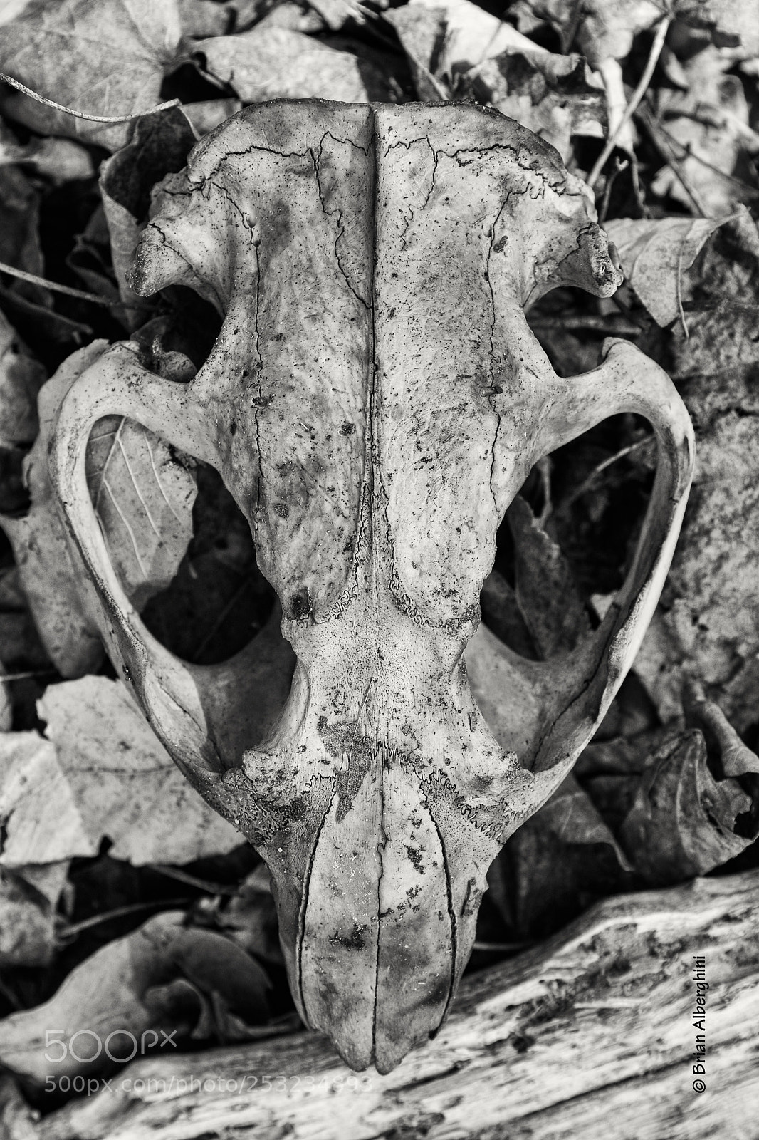 Nikon D7100 sample photo. Nature's symmetry photography