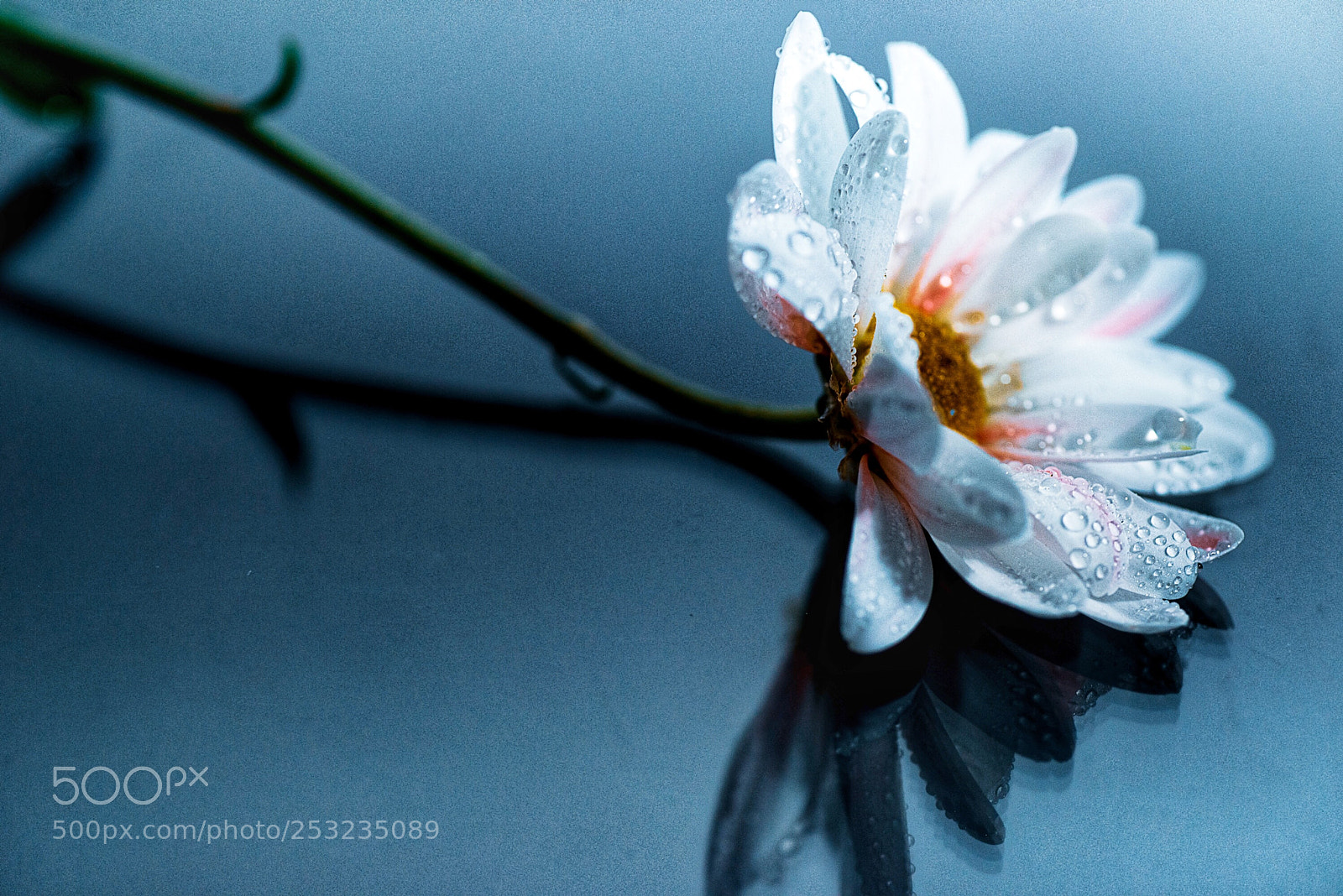Nikon D800E sample photo. Mood indigo  photography