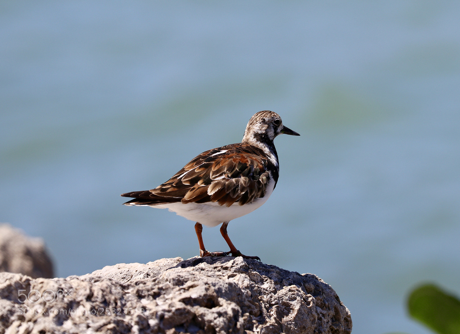 Canon EOS 80D sample photo. Plover photography