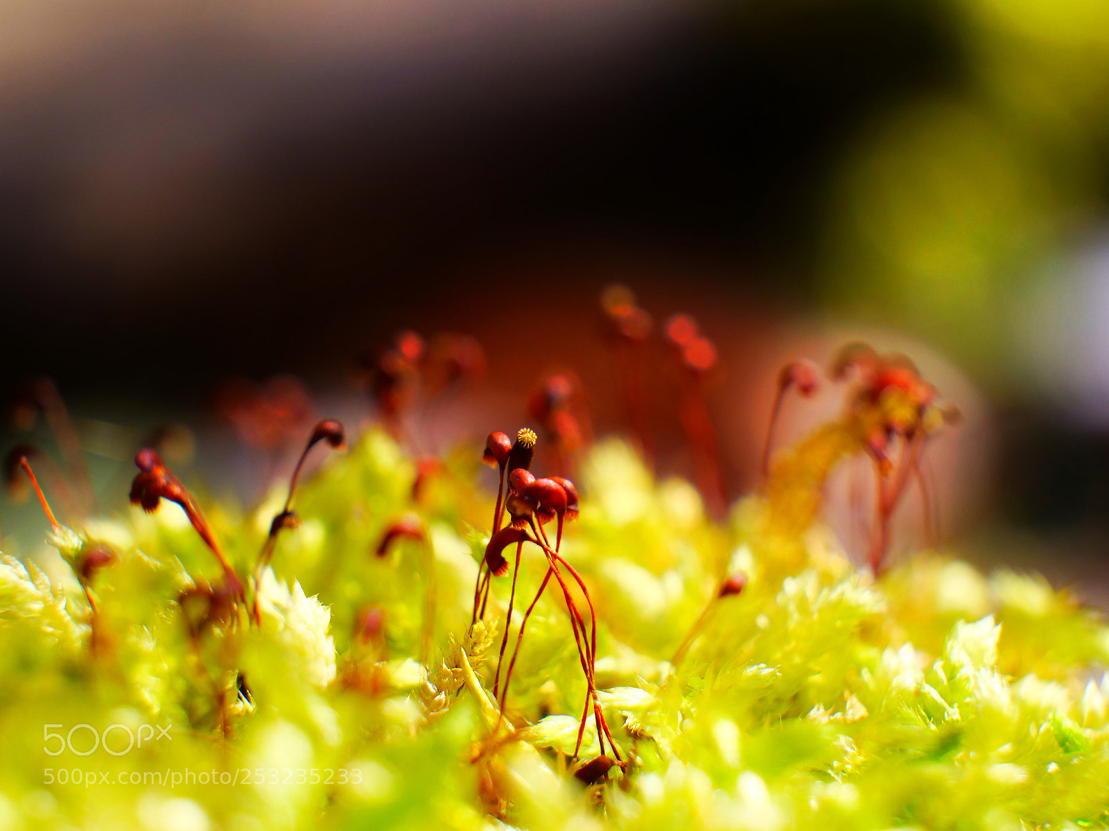 Panasonic Lumix DC-G9 sample photo. Beautiful nature! photography