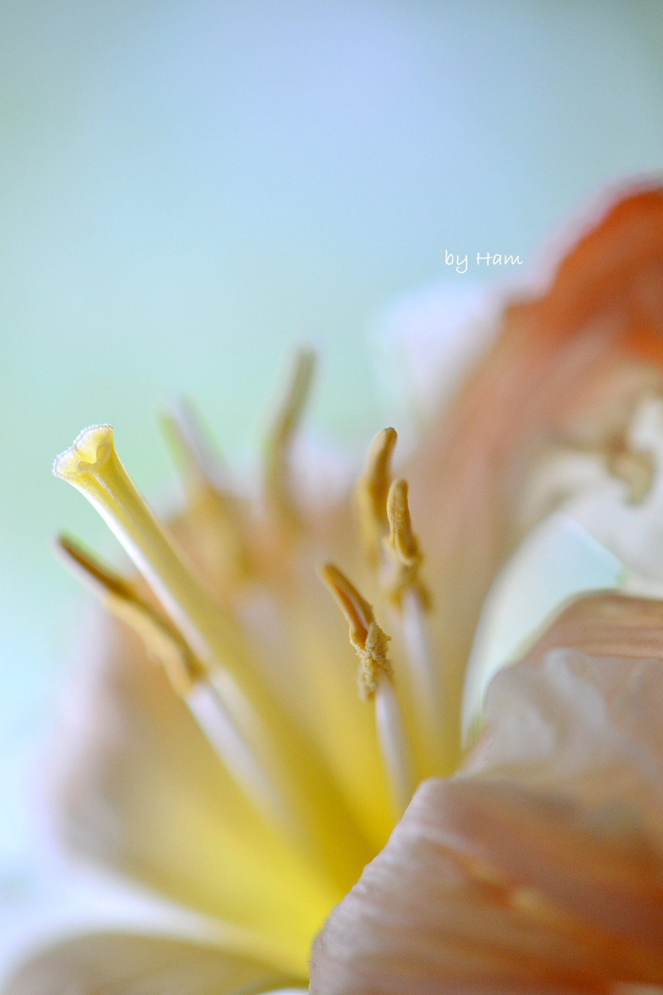 Nikon AF-S DX Micro-Nikkor 85mm F3.5G ED VR sample photo. Daydreamer photography