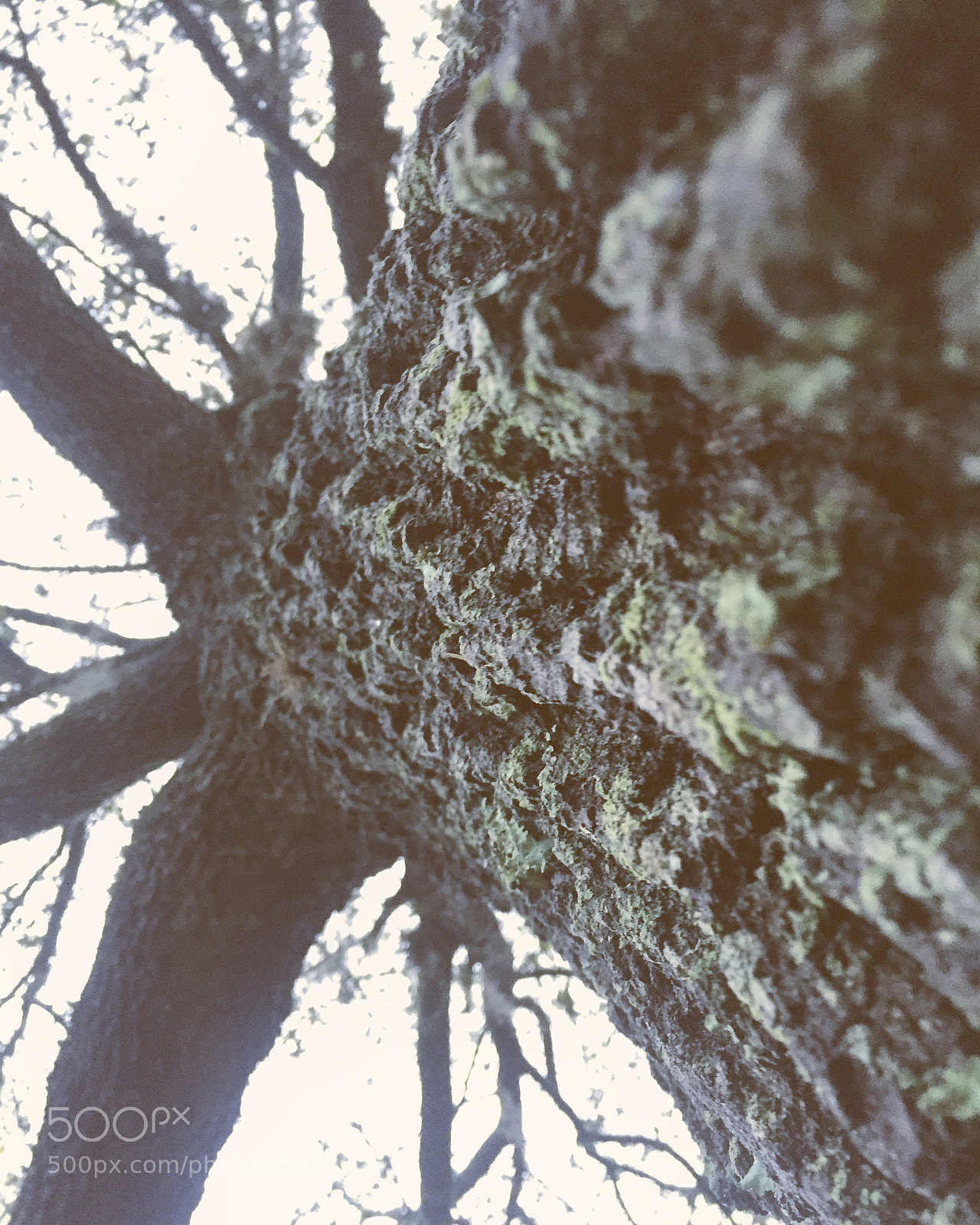 Apple iPhone 6 sample photo. Untitled photography