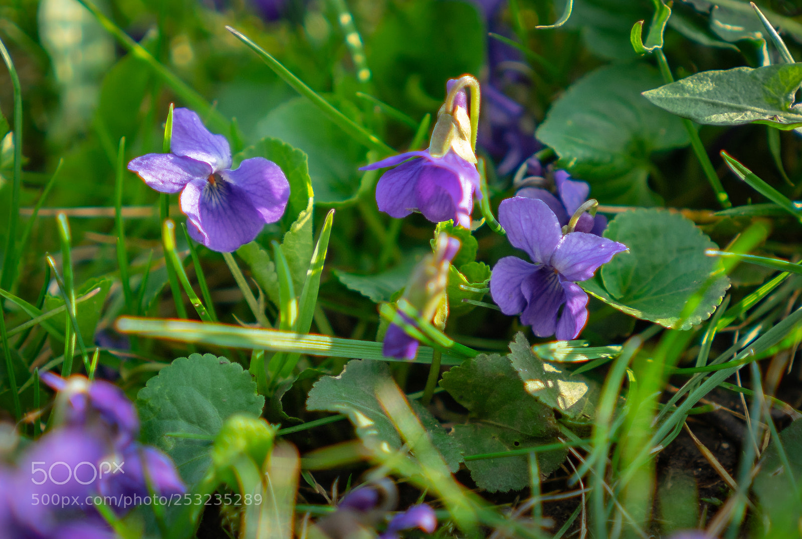 Sony a7 II sample photo. Viola photography