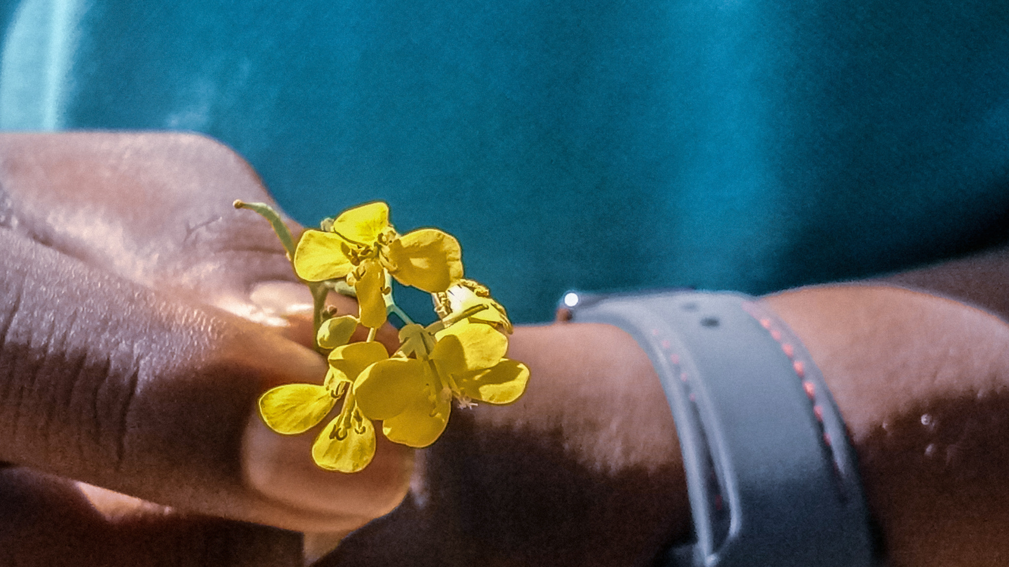 OPPO A1601 sample photo. Flower.. photography
