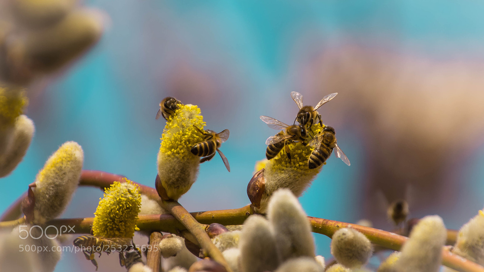 Nikon D7200 sample photo. Pollination photography