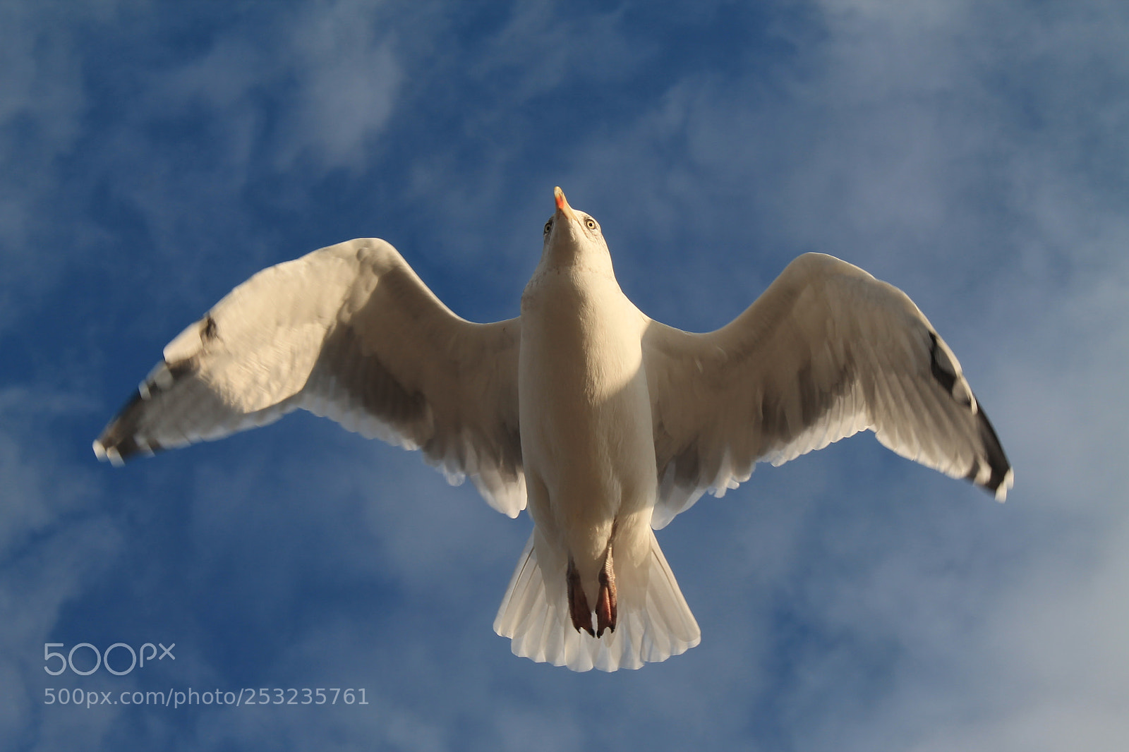 Canon EOS 1100D (EOS Rebel T3 / EOS Kiss X50) sample photo. Seagull photography