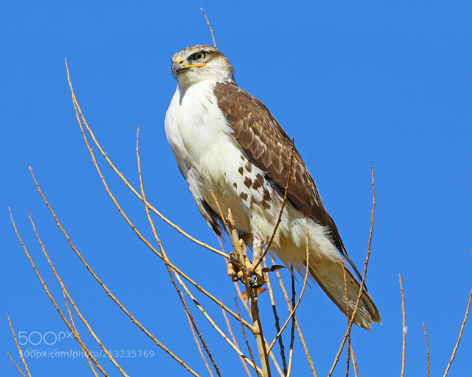 Canon EOS 5D Mark IV sample photo. Ferruginous hawk photography