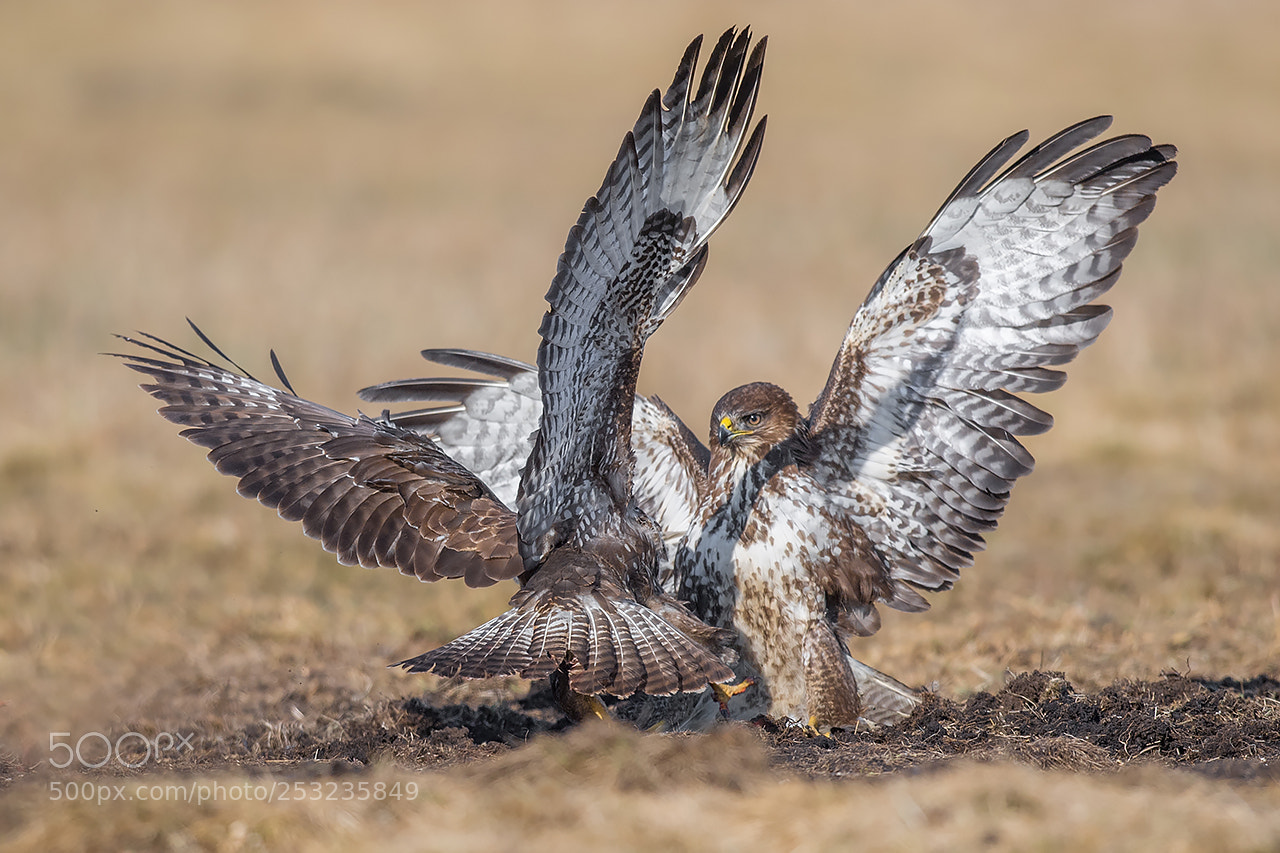 Nikon D5 sample photo. Common buzzard, buteo buteo photography