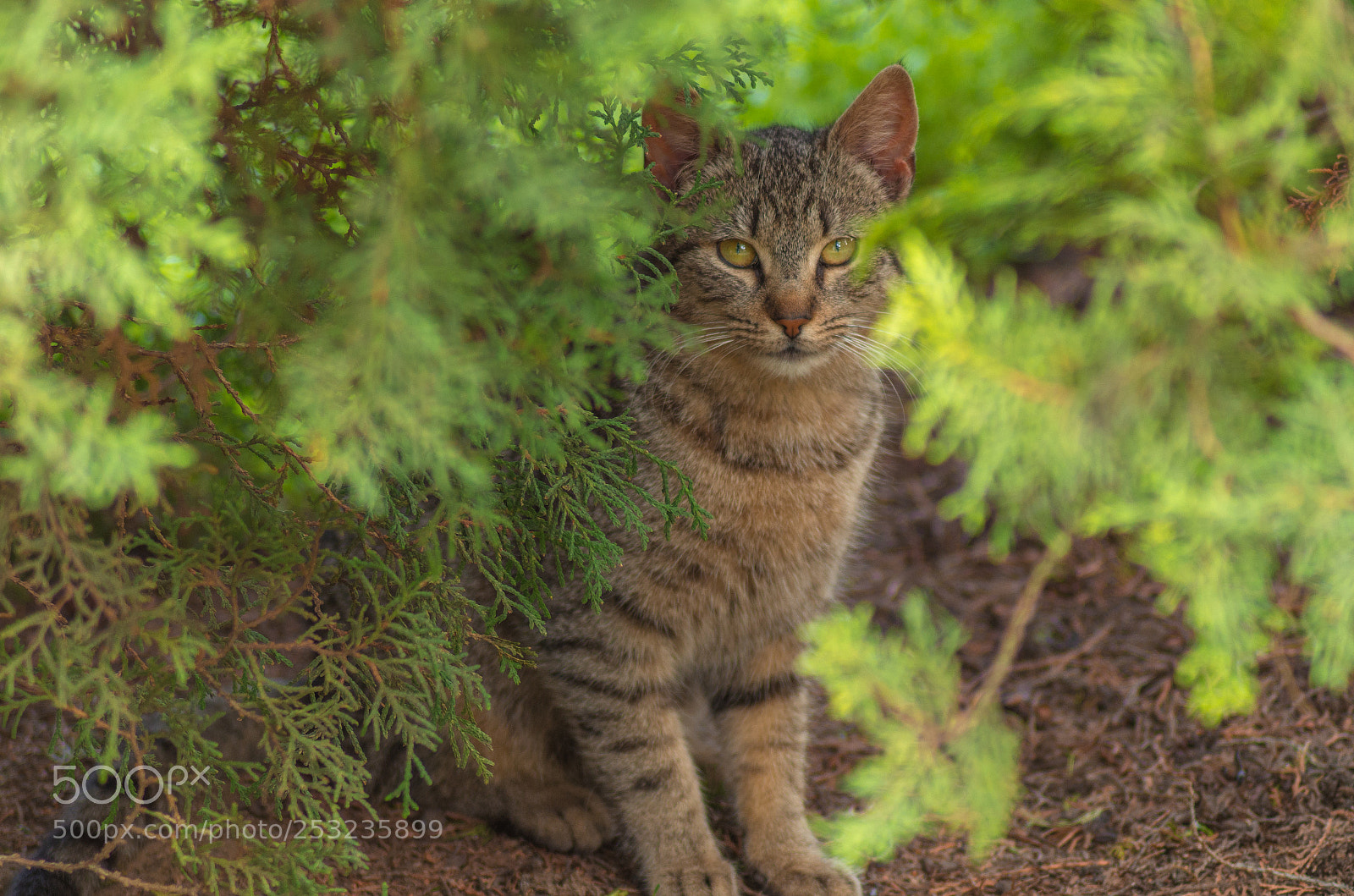 Pentax K-30 sample photo. Cat photography