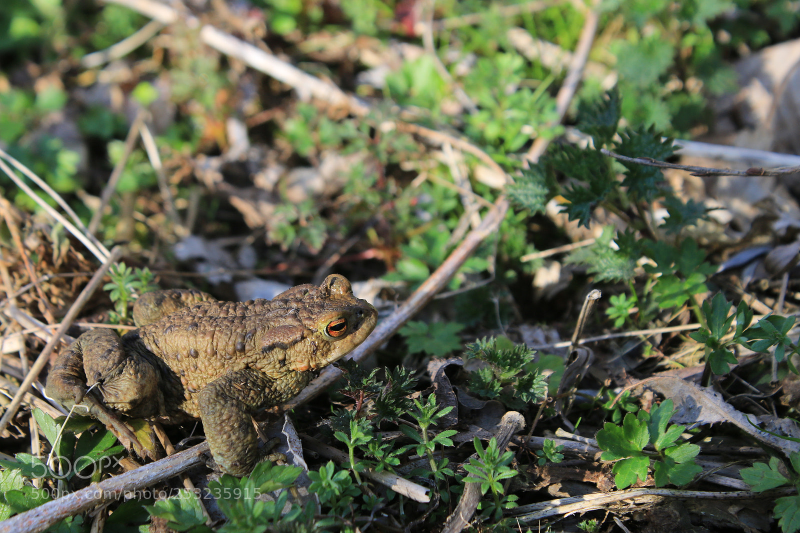 Canon EOS 70D sample photo. Little prince photography
