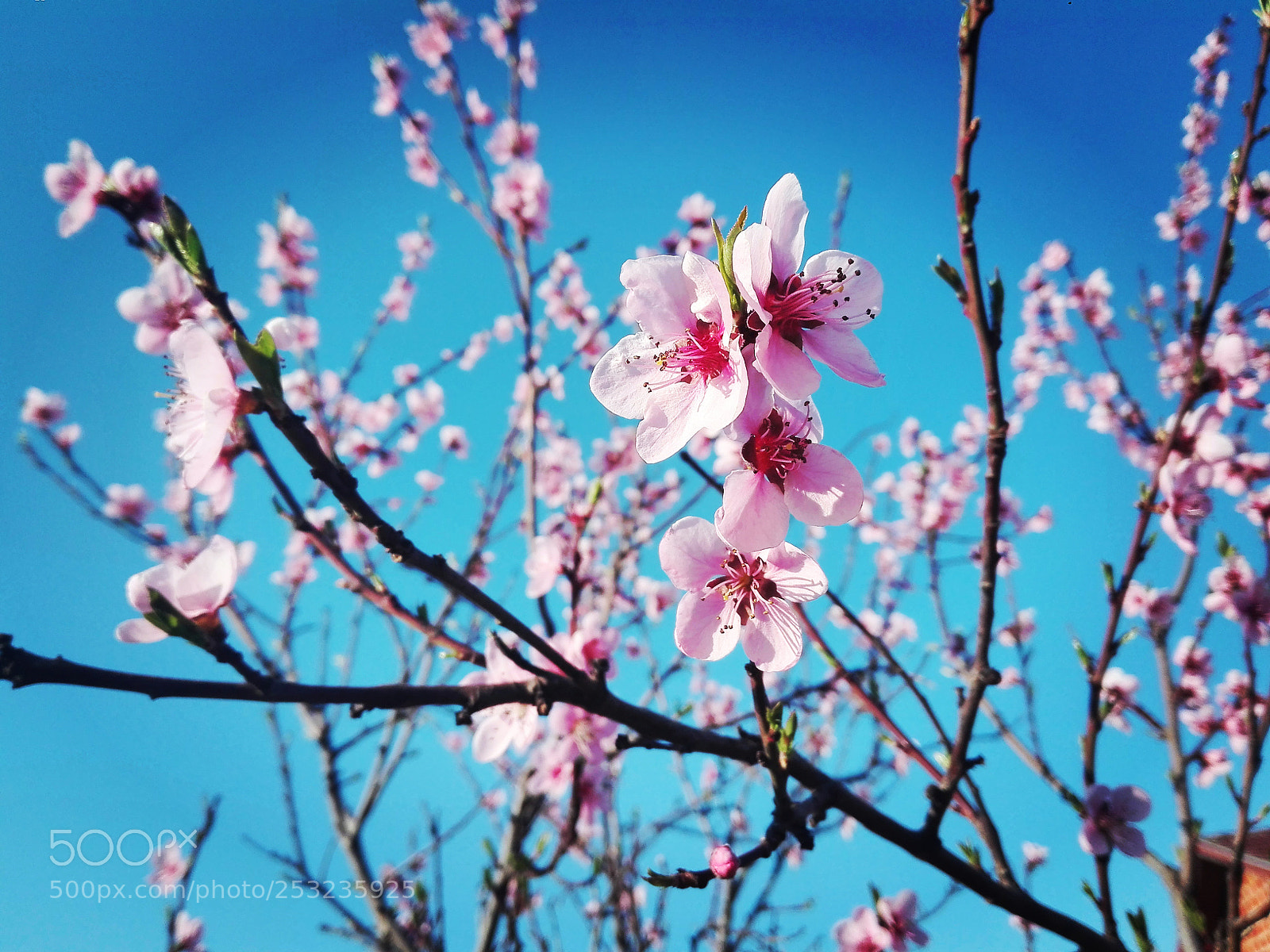 HUAWEI P8 Lite sample photo. Pinky flowers photography