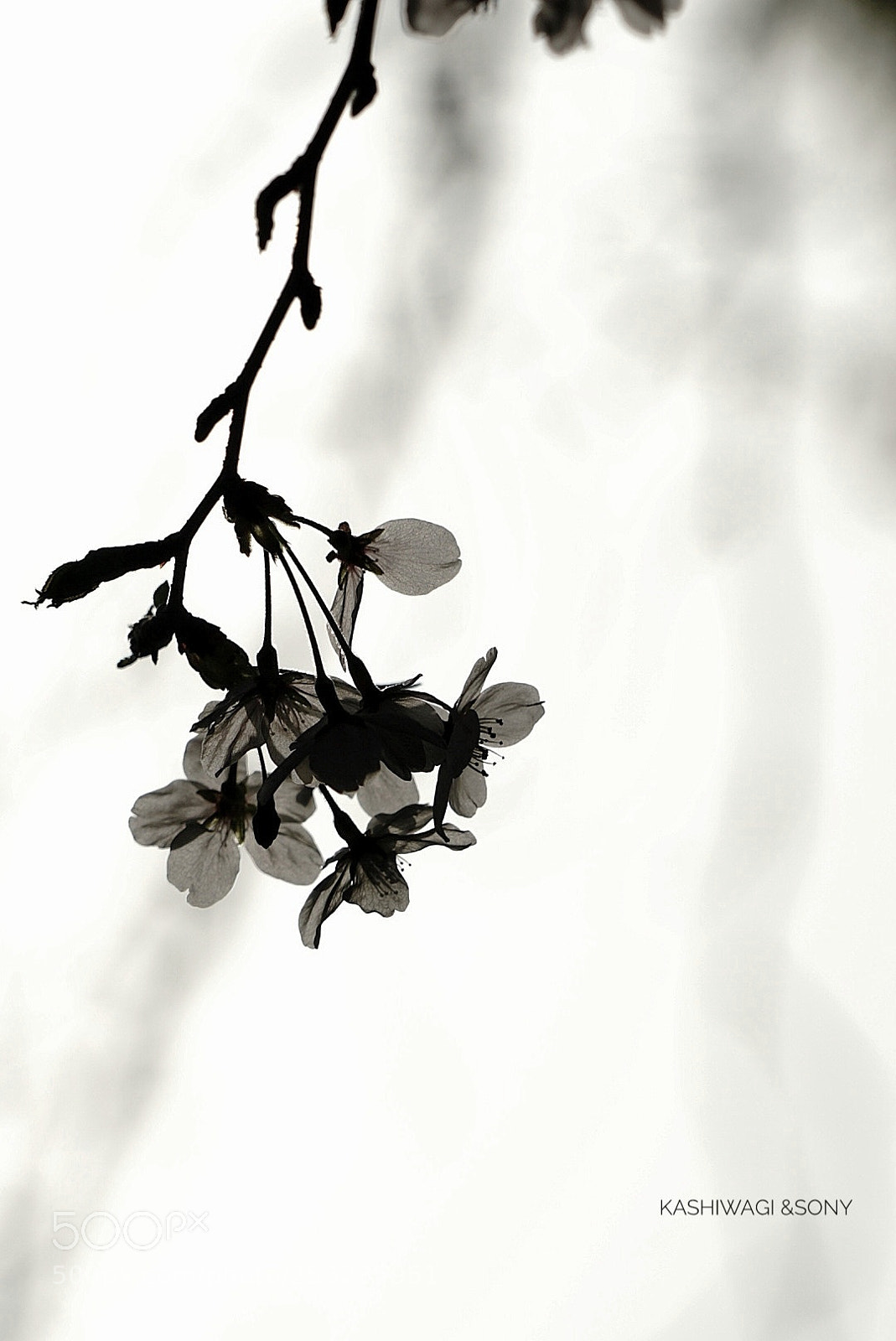 Sony a7 II sample photo. Shadow of  cherry blossom photography