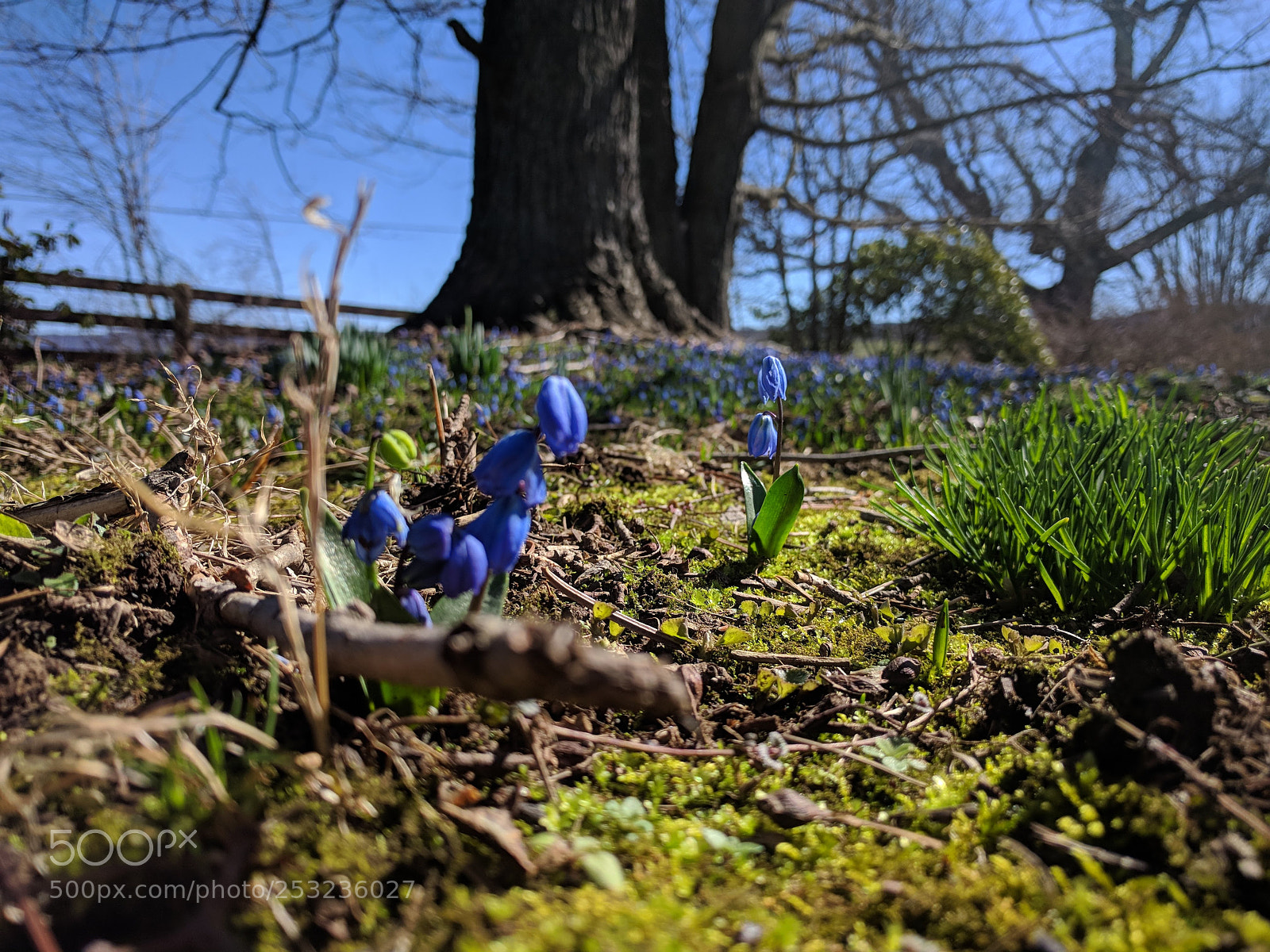 LG Nexus 5X sample photo. Bluebells photography