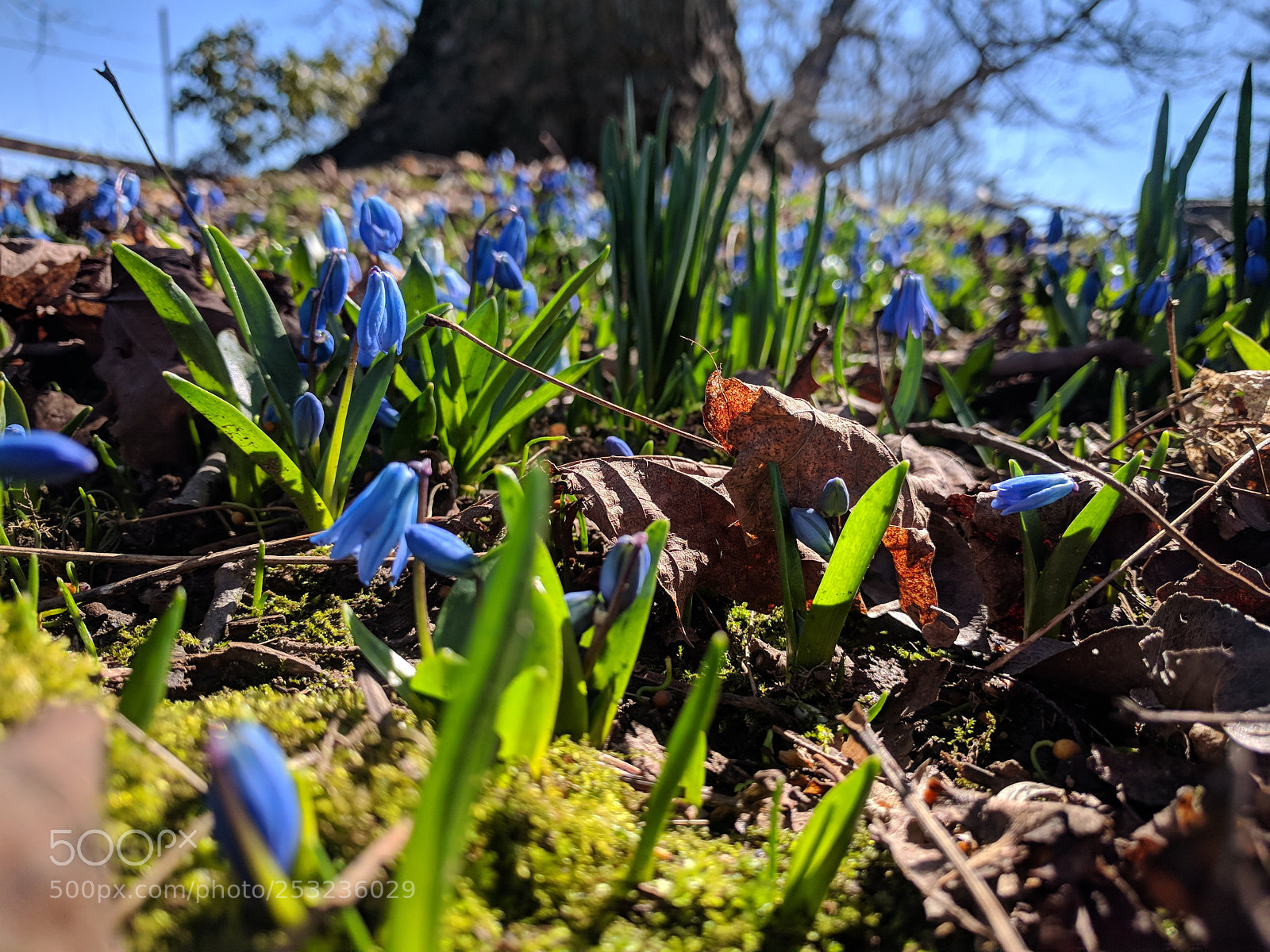 LG Nexus 5X sample photo. Bluebells photography
