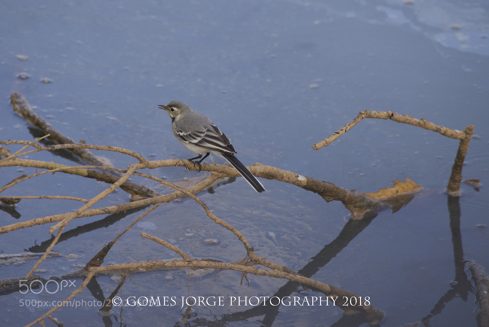 Nikon D810 sample photo. Motacilla alba photography