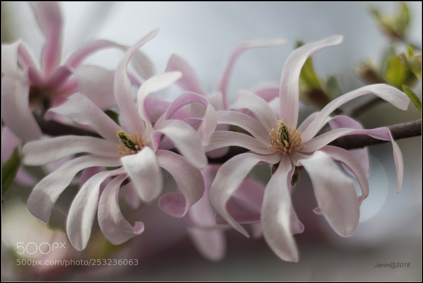 Canon EOS 77D (EOS 9000D / EOS 770D) sample photo. Another species of magnolia photography
