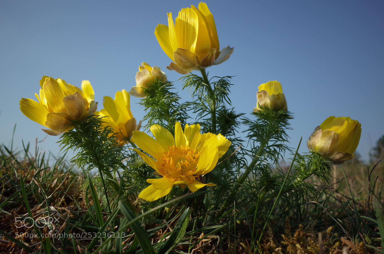 Ricoh GR II sample photo. Adonis vernalis photography