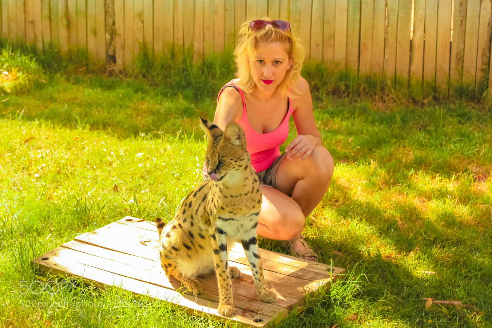 Canon EOS 550D (EOS Rebel T2i / EOS Kiss X4) sample photo. Woman touchs serval photography