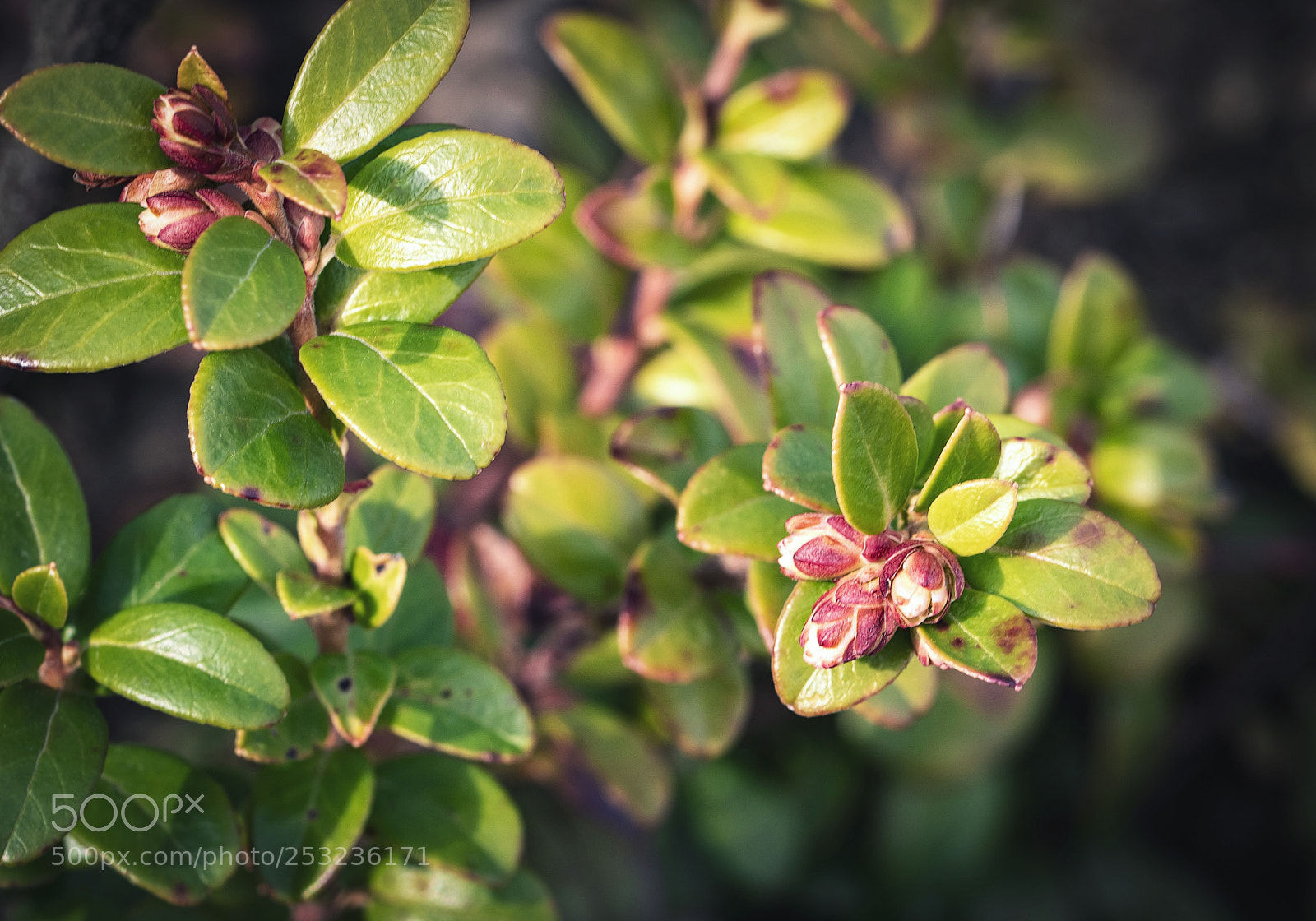 Nikon D5500 sample photo. Buds on a bush photography