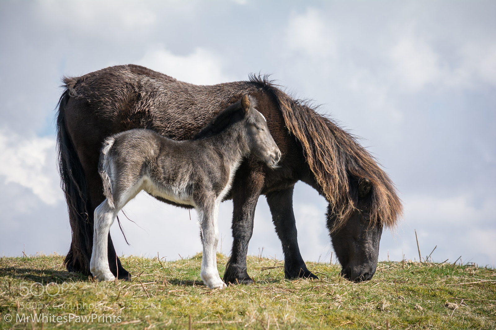 Nikon D7100 sample photo. Dartmoor pony foal photography