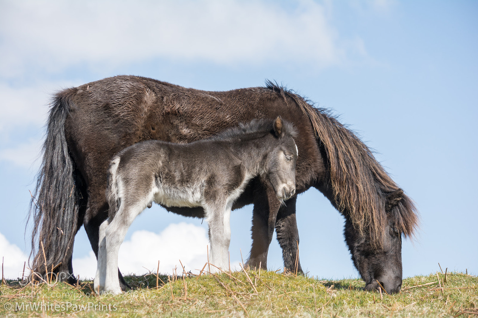 Nikon D7100 sample photo. Dartmoor pony foal photography