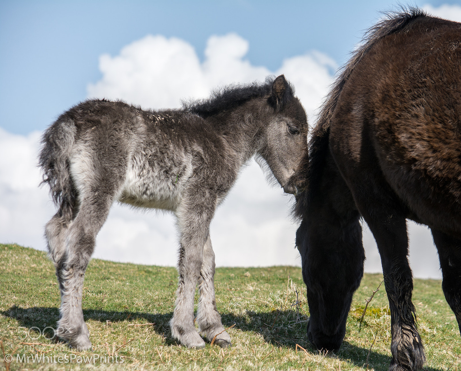 Nikon D7100 sample photo. Dartmoor pony foal photography