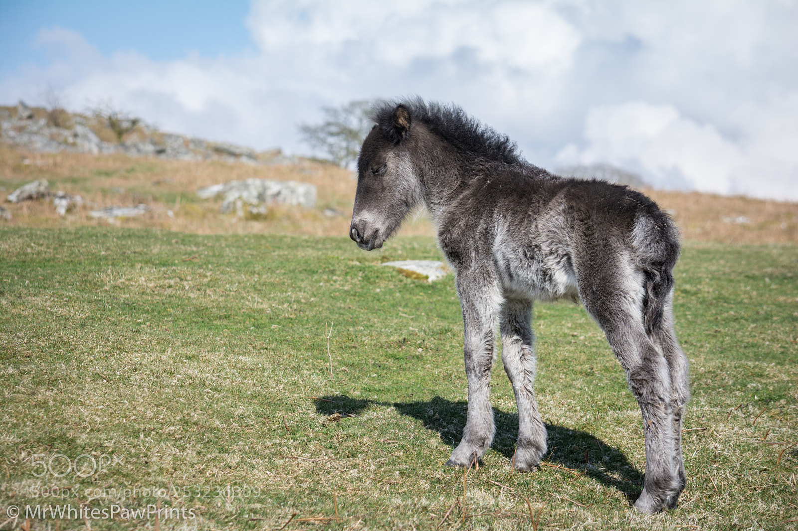 Nikon D7100 sample photo. Dartmoor pony foal photography