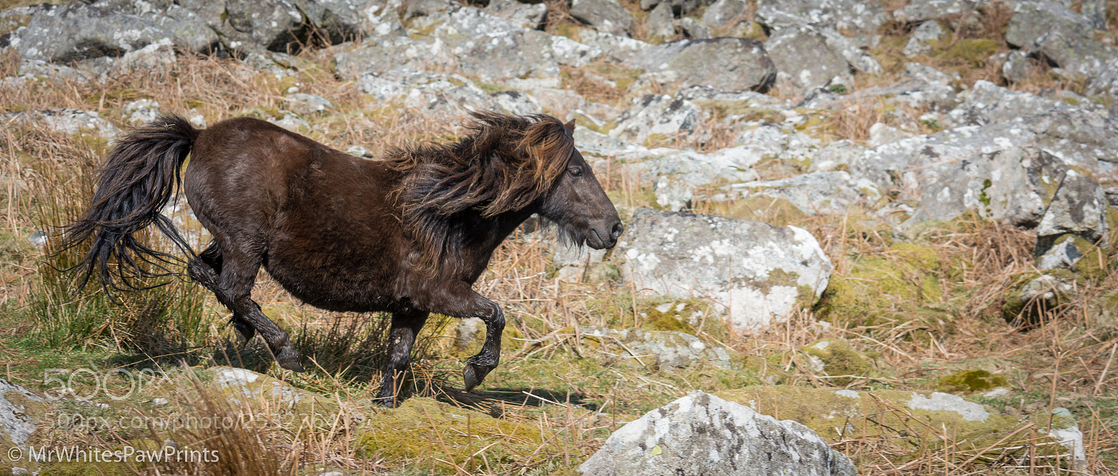 Nikon D7100 sample photo. Galloping pony photography