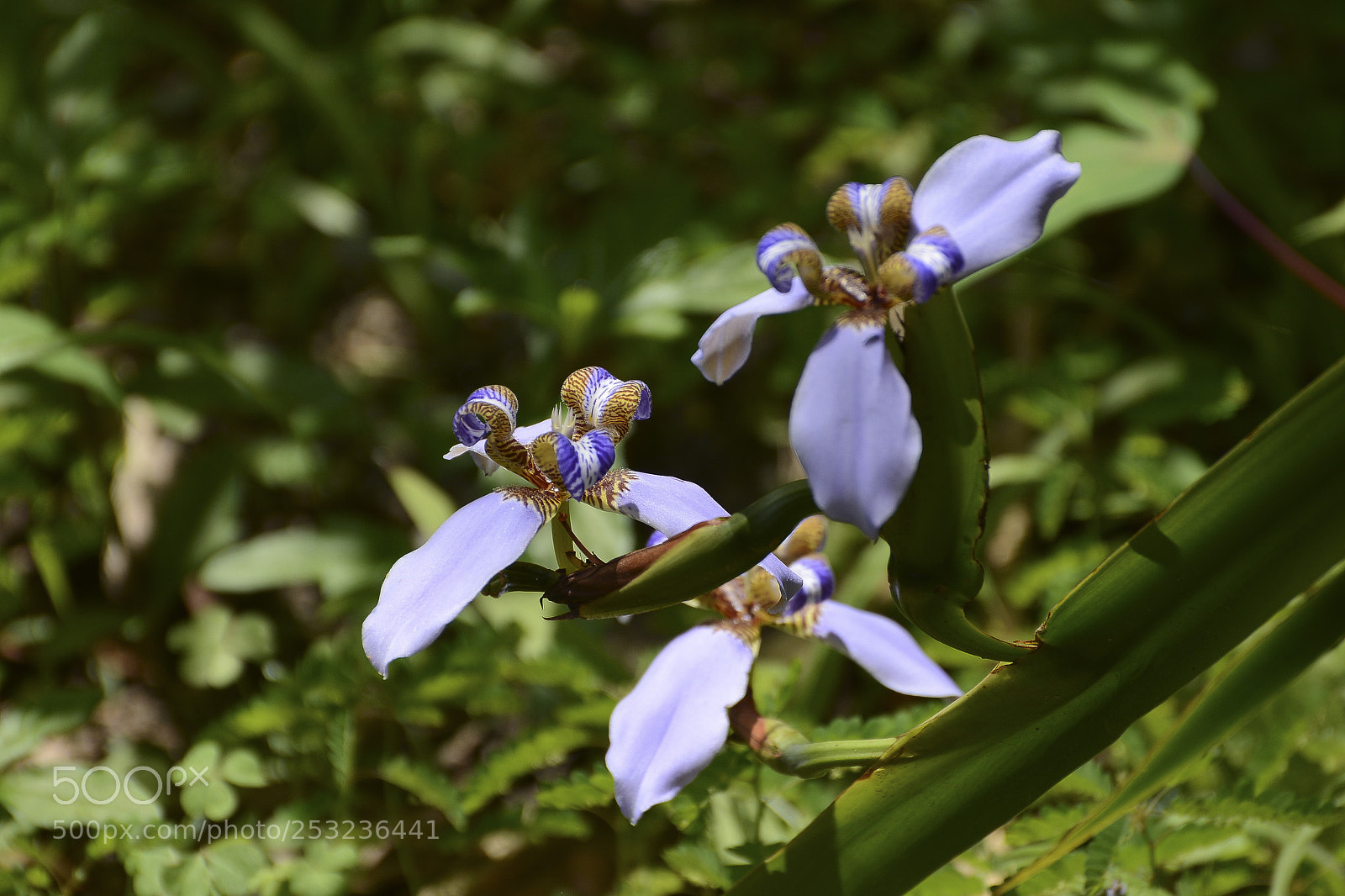 Nikon D7100 sample photo. Belezas da mata. photography