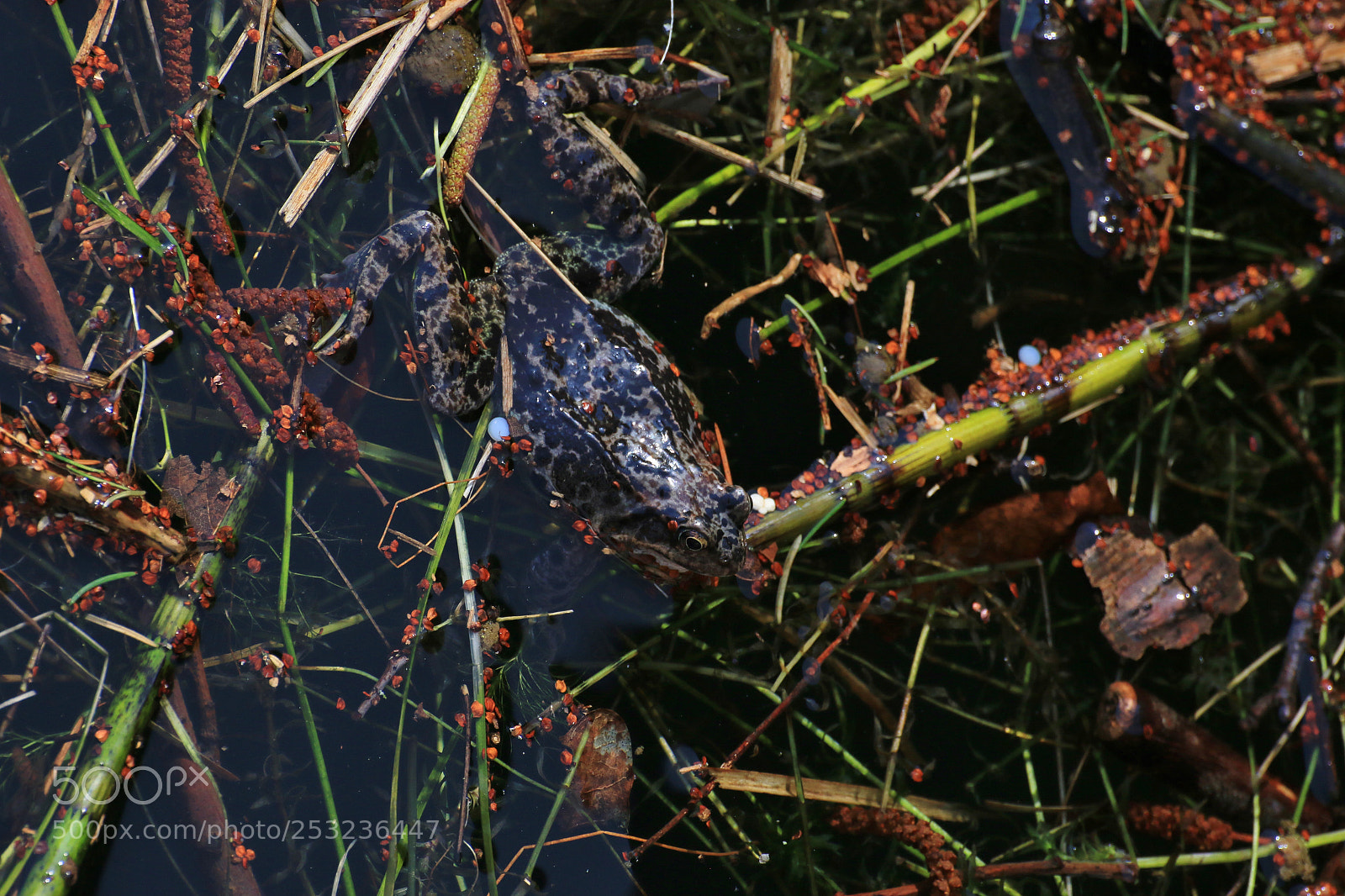 Canon EOS 70D sample photo. Perfect camouflage photography