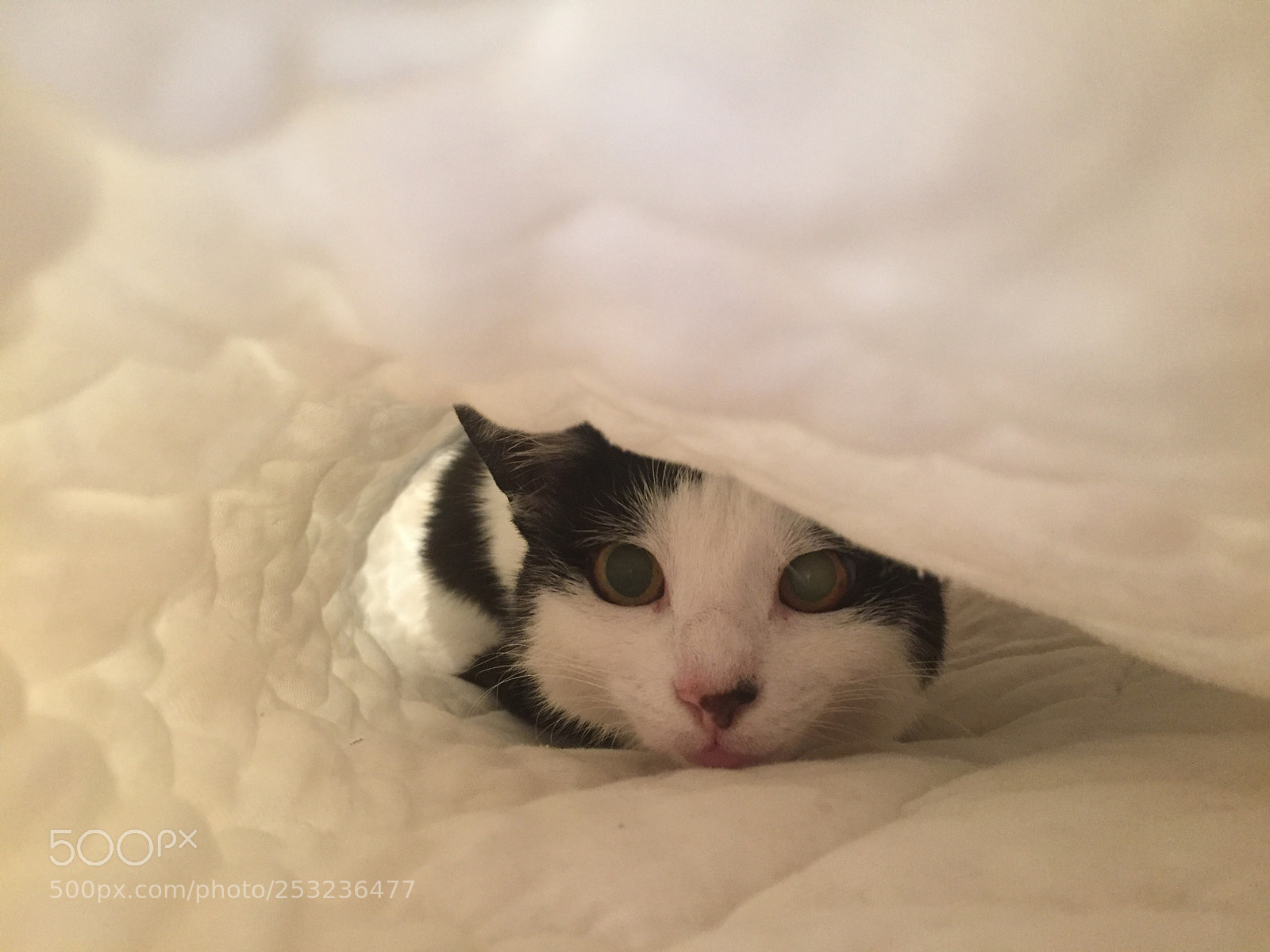 Apple iPhone 6 sample photo. Soft cat photography