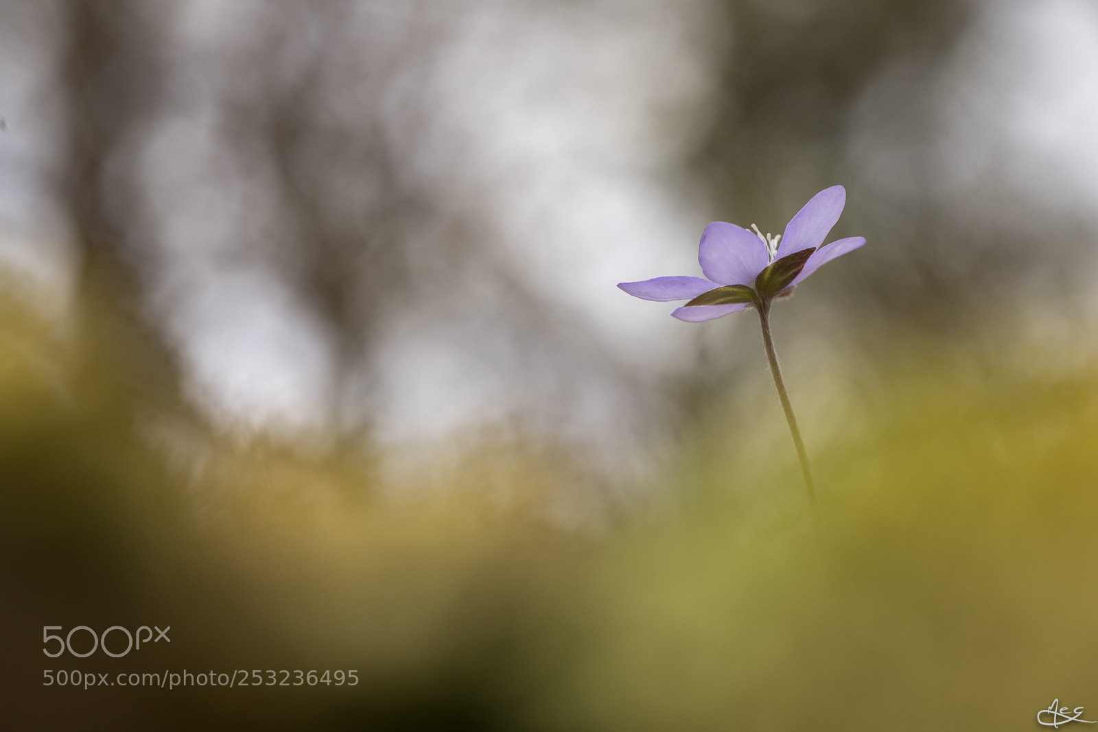 Canon EOS 6D Mark II sample photo. Dans les sous-bois photography