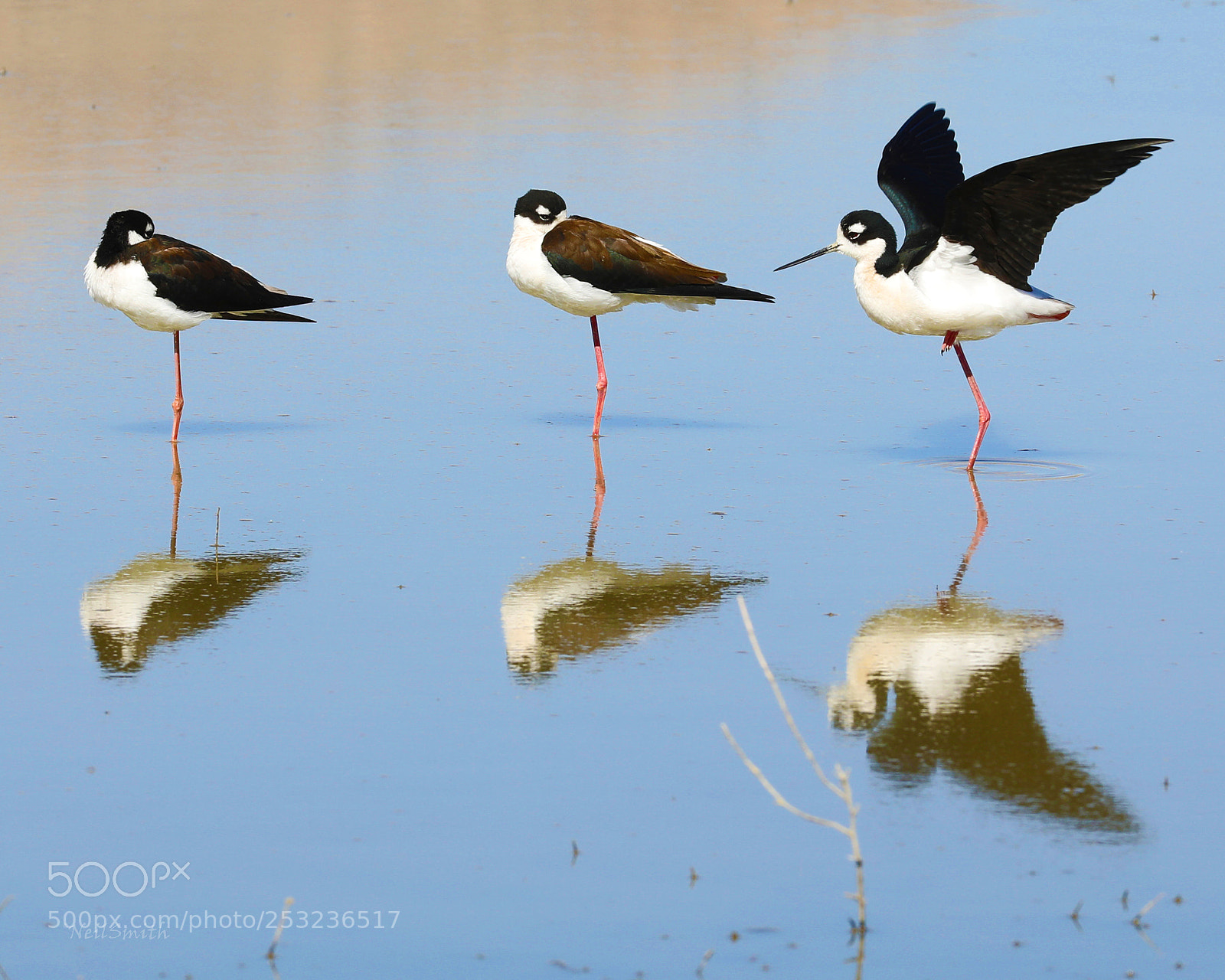 Canon EOS 5D Mark IV sample photo. Black-necked stilt photography