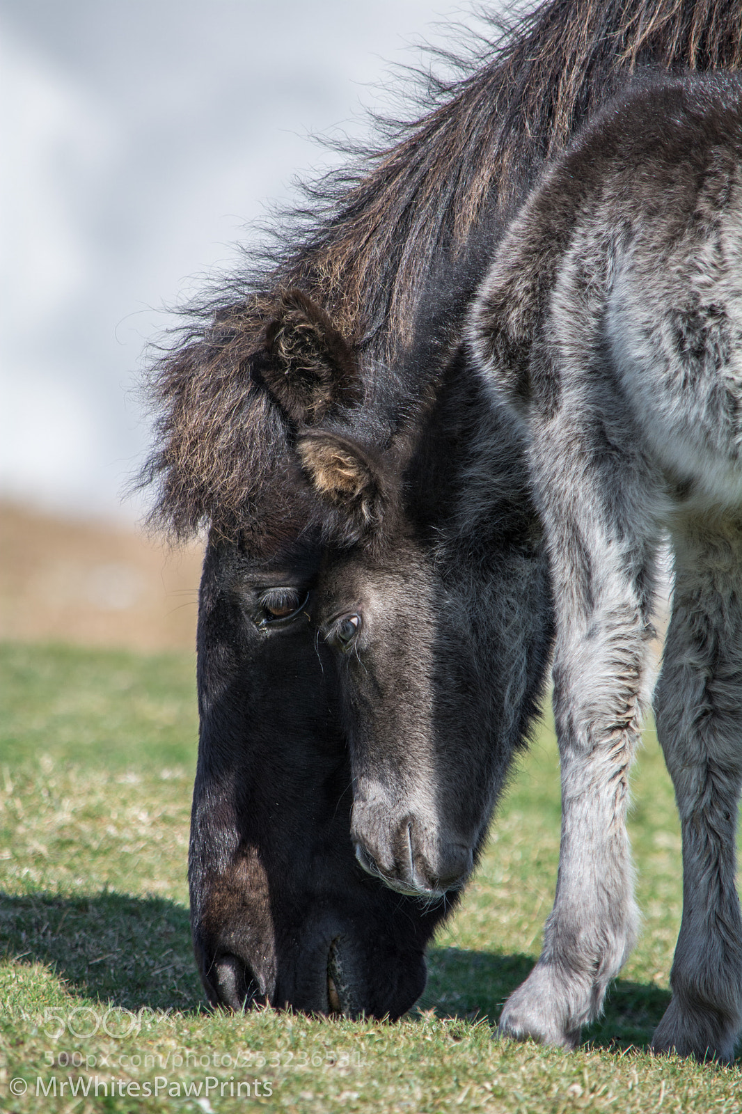 Nikon D7100 sample photo. Dartmoor pony and foal photography